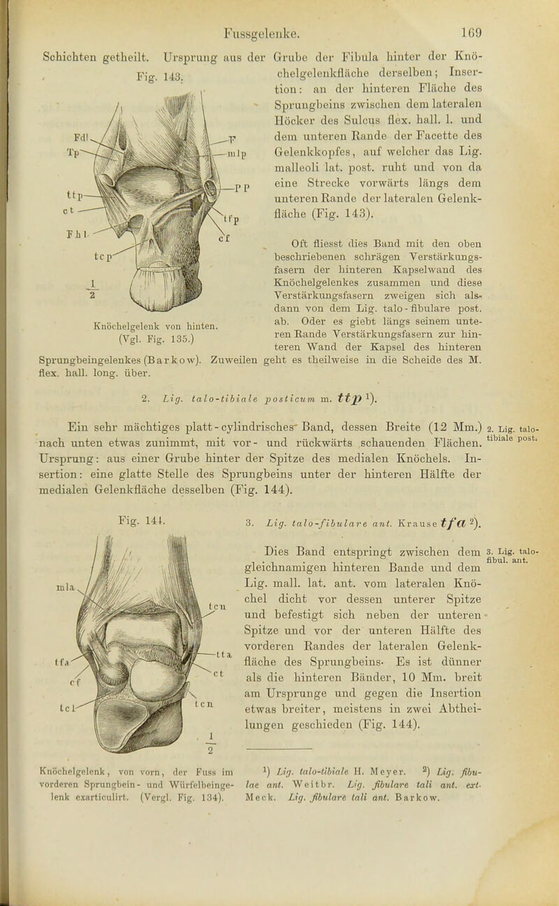Schichten getheilt. Fig. 143. Knbchelgelenk von hinten (Vgl. Fig. 135.) Sprungbeingelenkes (Barkow). flex. hall. long:, iiber. Ursprung fius der Grube der Fibula hinter dor Kno- chelgelenkflache derselben; Inser- tion : an der binteren Flache des Sprungbeins zwischen dem lateralen Hocker des Sulcus flex. ball. 1. und dem unteren Rande der Facette des Gelenkkopfes, auf welcher das Lig. malleoli lat. post, rubt und von da eine Strecke vorwarts langs dem nnteren Rande der lateralen Gelenk- flacbe (Fig. 143). Oft fliesst dies Band, mit den oben beschriebenen schriigen Verstarkungs- fasern der binteren Kapselwand des Knochelgelenkes zusammen und diese Verstarkungsfasern zweigen sich als- dann von dem Lig. talo - fibulare post, ab. Oder es giebt langs seinem unte- ren Rande Verstarkungsfasern zur bin- teren Wand der Kapsel des binteren Zuweilen gebt es theilweise in die Scheide des M. 2. Lig. talo-tibiale posticum m. tt]7^). Fin sehr machtiges platt - cylindriscbes Band, dessen Breite (12 Mm.) % Lig. talo- nacb unten etwas zunimmt, mit vor- und riickwarts scbauenden Flacben. tlbiale p0oti Ursprung: aus einer Grube hinter der Spitze des medialen Knocbels. In- sertion : eine glatte Stelle des Sprungbeins unter der binteren Halfte der medialen Gelenkflache desselben (Fig. 144). Fig. 141. Knochelgelcnk, von vorn, der Fuss im vorderen Sprungbein- und Wiirfelbeinge- lenk cxarticulirt. (Vergl. Fig. 134). 3. Lig. talo-fibulare ant. Krause tftt 2). Dies Band entspringt zwischen dem 3. Lig. taio- gleicbnamigen binteren Bande und dem Lig. mall. lat. ant. vom lateralen Kn6- cbel dicbt vor dessen unterer Spitze und befestigt sicb neben der unteren * Spitze und vor der unteren Halfte des vorderen Randes der lateralen Gelenk- lliiohe des Sprungbeins- Es ist diinner als die hinteren Bander, 10 Mm. breit am Ursprunge und gegen die Insertion etwas breiter, meistens in zwei Abtbei- lungen geschieden (Fig. 144). J) Lig. talo-tibiale H. Meyer. 2) Lig. fibu- lae ant. W e i t b r. Lig. Jibulare tali ant. ext- Meek. Lig. Jibulare tali ant. Barkow.