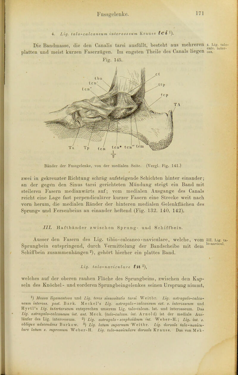 4. Lig, talo-calcaneum interosseum Krause tCI '). Die Bandmasse, die den Canalis tarsi ausfullt, besteht aus mehreren i. Lig talp- ml '13 n 11* '■ ,lltur' platten und meist kurzen Faserziigen. Im engsteu Theile des Canals hegen oss. Fig. 145. 2 Bander der Fussgelenke, von der medialen Seite. (Vergl. Fig. 141.) zwei in gekreuzter Bichtung schrag aufsteigende Schichten hinter einander; an der gege'n den Sinus tarsi gerichteten Miindung steigt ein Band mit steileren Fasern medianwarts auf; vom medialen Ausgange des Canals reicht eine Lage fast perpendicularer kurzer Fasern eine Strecke weit nach vom herum, die medialen Bander der hinteren medialen Gelenkflachen des Sprung- und Fersenbeins an einander heftend (Fig. 132. 140. 142). III. Haftbander zwischen Sprung- und S'chiffbein. Ausser den Fasern des Lig. tibio-calcaneo-naviculare, welche, vom in. Lig. ta- Sprungbein entspringend, durch Vermittelung der Bandscheibe mit dem °nttTICul- Schiffbein zusammenhangen 2), gehort hierher ein plattes Band. Lig. talo-navicu I are tft3\ welches auf der oberen rauhen Fliiche des Sprungbeins, zwischen den Kap- seln des Knochel- und vorderen Sprungbeingelenkes seinen Ursprung nimmt, l) Massa Hgamentosa and Lig. teres sinuosiiaiis tarsi Weitbl*. Lig, asti-agnlo-calcw neum inteross. post. Bark. Meckel's Lig. astragalo- calcaueum ext. s. interosseum mid Hyrtl's Lig. intertarseum entsprechen unserem Lig. talo-calcan. lat. und interosseum. Das Lig. astragalo-calcaneum int. ant. Meek, (talo-calcan. int. Arnold) ist der mediale Aus- laui'er des Lig. interosseum. 2) Lig. astragalo - scaphoideum int. Weber-H.; Lig. int. s. oblique adscendens Barkow. 8) Lig. latum supermini Weitbr. Lig. dorsale talo-navicu- lare latum s. supremnm Weber-H. Lig. talo-naviculare dorsale Krause. Das vonMek-