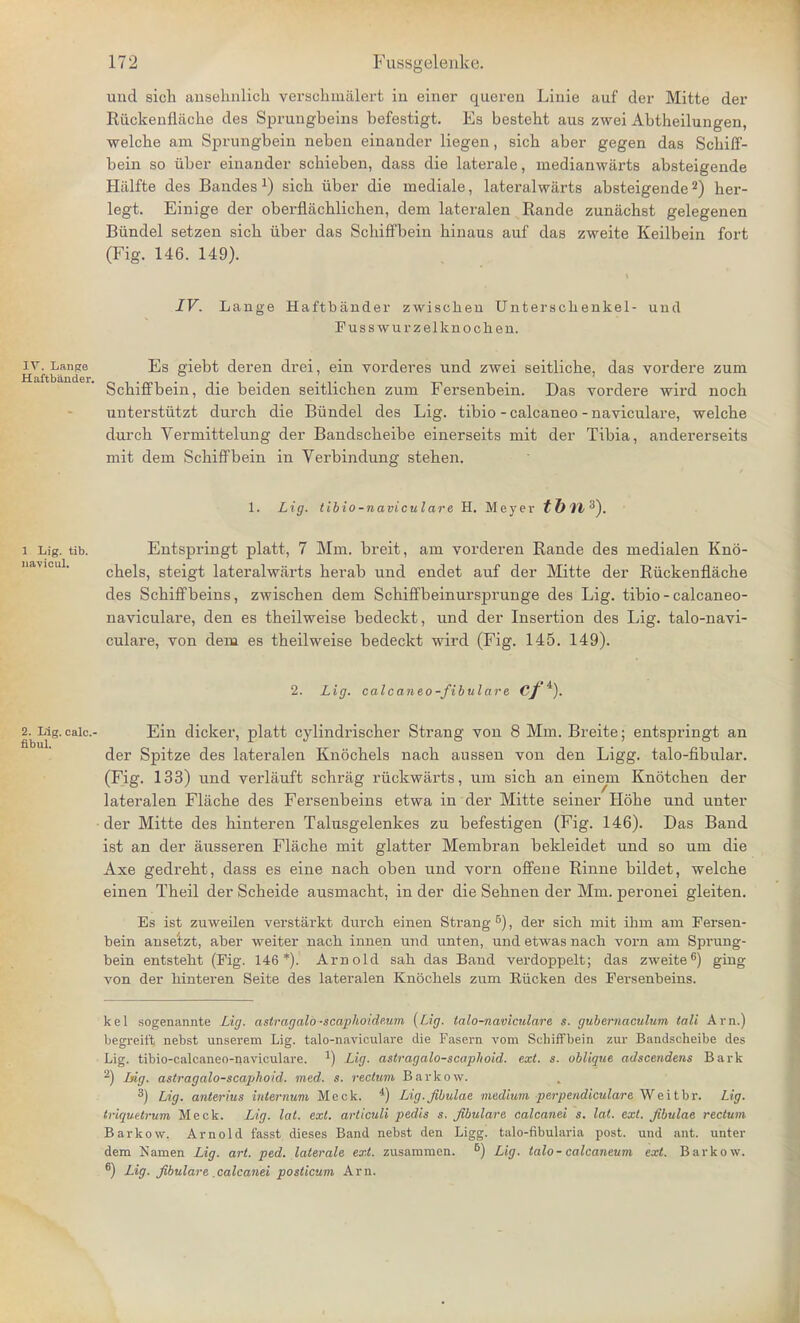 IV. Lange Haftbiinder. unci sich ansehnlick verschinalert in einer queren Linie auf tier Mitte der Riickenflacke des Spruugbeins befestigt. Es bestebt aus zwei Abtheilungen, welcbe am Sprungbein neben einander liegen, sicb aber gegen das Schiff- bein so iiber einander scbieben, dass die laterale, lnedianwiirts absteigende Hiilfte des Bandes J) sicb iiber die inediale, lateralwarts absteigende2) her- legt. Einige der oberflacblieben, dem lateralen Rande zunachst gelegenen Biindel setzen sicb iiber das Scbiffbein binaus auf das zweite Keilbein fort (Fig. 146. 149). IV. Lange Haftbander zwisoken Untersclienkel- unci Fusswurzelknochen. Es giebt deren drei, ein vorderes und zwei seitlicbe, das vordere zum Scbiffbein, die beiden seitlichen zum Fersenbein. Das vordere wird noch unterstiitzt durcb die Biindel des Lig. tibio - calcaneo - naviculare, welcbe durcb Vermittelung der Bandscbeibe einerseits mit der Tibia, andererseits mit dem Scbiffbein in Verbindung steben. 1 Lig. tib. navicul. 1. Lig. tibio-naviculare H. Meyer tbll3). Entspringt platt, 7 Mm. breit, am vorderen Rande des medialen Kno- cbels, steigt lateralwarts berab und endet auf der Mitte der Ruckenflacbe des Scbiffbeins, zwiscben dem Scbiffbeinursprunge des Lig. tibio - calcaneo- navicular, den es tbeilweise bedeckt, und der Insertion des Lig. talo-navi- culare, von dem es tbeilweise bedeckt wird (Fig. 145. 149). 2. Lig. calcaneo-fibulare Cf *). 2. Lig. calc- fibul. Ein dicker, platt cylindriscber Strang von 8 Mm. Breite; entspringt an der Spitze des lateralen Knocbels nacb aussen von den Ligg. talo-fibular. (Fig. 133) und verlauft schrag riickwarts, um sicb an einem Knotcben der lateralen Flacbe des Fersenbeins etwa in der Mitte seiner Hohe und unter der Mitte des binteren Talusgelenkes zu befestigen (Fig. 146). Das Band ist an der ausseren Flacbe mit glatter Membran bekleidet und so um die Axe gedrebt, dass es eine nach oben und vorn offene Rinne bildet, welcbe einen Tbeil der Scbeide ausmacbt, in der die Sebnen der Mm. peronei gleiten. Es ist zuweilen verstarkt durch einen Strang6), der sich mit ihm am Fersen- bein anse'tzt, aber weiter nach innen und unten, und etwas nach vorn am Sprung- bein entsteht (Fig. 146*). Arnold sah das Band verdoppelt; das zweite6) ging von der hinteren Seite des lateralen Knochels zum Riicken des Fersenbeins. kel sogenannte Lig. astragalo-scaphoide.um {Lig. talo-naviculare s. gubernaculum tali Am.) begreii't nebst unserem Lig. talo-naviculare die Fasern vom Scbiffbein zur Bandscheibe des Lig. tibio-calcaneo-naviculare. *) Lig. astragalo-scaphoid. ext. s. oblique adscendens Bark 2) big. astragalo-scajjhoid. med. s. rectum Barkow. 3) Lig. anterius internum Meek. 4) Lig.fibulae medium perpendiculare Weitbr. Lig. triquetrum Meek. LAg. lat. ext. articuli pedis s. fibulare calcanei s. lat. ext. fibulae rectum Barkow. Arnold f'asst dieses Band nebst den Ligg. talo-fibularia post, und ant. unter dem Namen Lig. art. ped. laterale ext. zusammcn. B) Lig. talo - calcaneum ext. Barkow. 6) Lig. fibulare calcanei posticum Am.