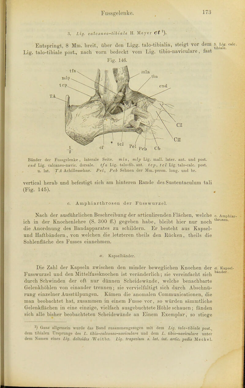 3, Lig. calcaneo-tibiale H. Meyer Ct 1). Entspringt, 8 Mm. breit, iiber den Ligg. talo-tibialia, steigt vor dem s^Lig. calc Lig. talo-tibiale post., nacb vorn bedeckt vom Lig. tibio-naviculare, fast Fig. 146. tfa 1 cp_ TA Pel) CIj Bander der Fussgelenke, laterale Seite. mla, vilp Lig. mall, later, ant. und post. end Lig. calcaneo-navic. dorsale. tfa Lig. talo-fib. ant. top, tel Lig. talo-calc. post, u. lat. TA Achillessehne. Pel, Peb Sehnen der Mm. peron. long, und br. vertical berab und befestigt sicb am binteren Eande des Sustentaculum tali (Fig. 145). c. Amphiartlirosen der Fusswurzel. Nacb der ausfuhrlichen Bescbreibung der articulirenden Flacben, welcbe c. Amphiar icb in der Knocbenlebre (S. 300 ff.) gegeben babe, bleibt bier nur nocb throsen- die Anordnung des Bandapparates zu scbildern. Er bestebt aus Kapsel- und Haftbandern, von welcben die letzteren theils den Riicken, tbeils die Soblenflacbe des Fusses einnebmen. cc. Kapselbander. Die Zabl der Kapseln zwiscben den minder beweglicben Knocben der a. Kapsei- Fusswurzel und den Mittelfussknocben ist veranderlicb; sie vereinfacbt sicb bander- durcb Scbwinden der oft nur diinnen Scbeidewande, welcbe benaebbarte Gelenkhoblen von einander trennen; sie vervielfiiltigt sicb durcb Abscbnu- ruDg einzelner Ausstiilpungen. Kamen die anomalen Communicationen, die man beobacbtet hat, zusammen in einem Fusse vor, so wiirden sammtlicbe Gelenkfliicben in eine einzige, vielfacb ausgebucbtete Hoble scbauen; fanden sich alle bisber beobacbteten Scbeidewande an Einem Exemplar, so stiege ') Ganz allgornein wurde das Band zusammengezogen mil deni Lig. lalo-tibiah post., dem tibialen 0rsprunge des L. tiblo-calcaneo-naviculare und dem L. tibio-naviculare unte'r deni Namen eines Lig. deltoides Wcitbr. Lig. trapezium s. lat. int. artic. pedis Meckel.