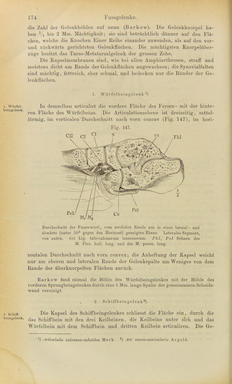 die Zahl der Gelenkboblen auf neun (Barkow). Die Gelenkknorpel ba- beu Yj bis 2 Mm. Miichtigkeit; sie sind betracbtlicb diinner auf den Fla- cben, welcbe die Knochen Einer Reibe einander zuweuden, als auf den vor- und riickwarts gericbteten Gelenkflacben. Die miicbtigsten Knorpeliiber- ziige besitzt das Tarso-Metatarsalgelenk der grossen Zebe. Die Kapselniembranen sind, wie bei alien Ampbiartbrosen, straff und nieistens dicbt am Rande der Gelenkflacben angewaebsen; die Synovialfalten sind macbtig, fettreich, aber schraal, und bedecken nur die Bander der Ge- lenkiliichen. 1. Wurfelbeingelenk *) In demselben articulirt die vordere Fliiche des Fersen- mit der binte- ren Flacbe des Wiirfelbeins. Die Articulationsebene ist dreiseitig, sattel- f'ormig, im verticalen'Durcbscbnitt nach vorn concav (Fig. 147), im bori- Fig. 147. CM rm CJ f tci Durchschnitt der Fusswurzel, vom medialen Rande aus in einer lateral - und abwarts (unter 50° gegen den Horizont) geneigten Ebene. Laterales Segment, von unten. tci Lig. talo-calcaneum interosseum. Fill, Pel Sehnen des M. Flex. hall. long, und des M. peron. long. zontalen Durcbscbnitt nacb vorn convex; die Anbeftung der Kapsel weicbt nur am oberen und lateralen Rande der Gelenkspalte um Weniges von dem Rande der uberknorpelten Flacben zuriick. Barkow fand einmal die Hbhle des Wiirfelbeingelenkes mit der Hoble des vorderen Sprungbeingelenkes durch eine 5 Mm. lange Spalte der gemeinsamen Scheide- wand vereinigt. 2. Schiffbeingelenk2). 2. sehiff- Die Kapsel des Scbiffbeingelenkes scbliesst die Flacbe ein, durcb die bemgeieuk. ^ Scbiffbein mit den drei Keilbeinen, die Keilbeine unter sich und das Wurfelbein mit dem Scbiffbein und dritten Keilbein articuliren. Die Ge- J) Articulatio calcaneo-cuboidea Meek. 2) Art. cuneo-navicularis A run Id.