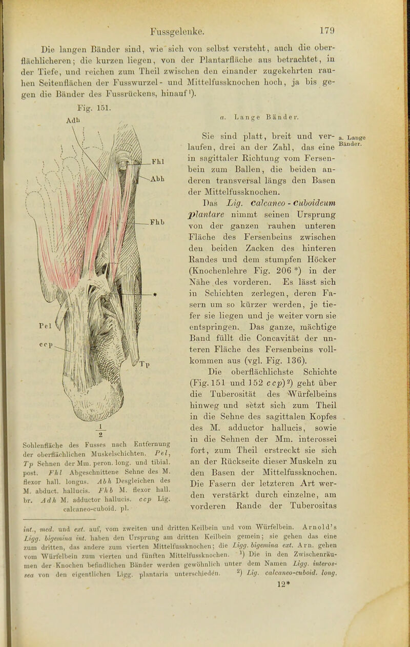 Die langen Bander siud, Avie sicli von selbst versteht, auch die ober- fliichlicheren; die kurzen liegen, von der Plantarflfiche aus betrachtet, in der Tiefe, und veichen zum Theil zwischen den einander zugekehrten rau- ben Seitenfliicben der Fusswurzel- und Mittelfussknochen boch, ja bis ge- gen die Bander des Fussriickens, hinauf')• Fig. 151. Adh 1 2 Sohlenflache des Pousses nach Enti'ernung der oberfiachlichen Muskelschichten. Pel, Tp Sehnen der Mm. peron. long, und tibial, post. Fhl Abgeschnittene Sehne des M. flexor hall, longus. Abh Desgleiehen des M. abduct, hallucis. Fhb M. flexor hall, br. Adh M. adductor hallucis. ccp Lig. calcaneo-cuboid. pi. a. Lange Bander. Sie siud platt, breit uud ver- a. Lauge laufeu, drei an der Zabl, das eine Blln er' in sagittaler Richtung vom Fersen- bein zum Ballen, die beiden an- deren transversal langs den Basen der Mittelfussknocben. Das Lig. Calcatieo - Cuboideum plantare nimnit seinen Ursprung von der ganzen rauben unteren Flacbe des Fersenbeins zwiscben deu beiden Zacken des binteren Randes uud dem stumpfen Hocker (Knocbenlebre Fig. 206 *) in der Nabe des vorderen. Es lasst sich in Scbicbten zerlegen, deren Fa- sern um so kiirzer werden, je tie- fer sie liegen und je weiter vorn sie entspringen. Das ganze, machtige Baud fiillt die Concavitat der un- teren Flacbe des Fersenbeins voll- koramen aus (vgl. Fig. 136). Die oberflacblicbste Scbicbte (Fig. 151 und 152 ccp)2) gebt iiber die Tuberositat des Wurfelbeins binweg und setzt sicb zum Tbeil in die Sebne des sagittalen Kopfes . des M. adductor ballucis, sowie in die Sehnen der Mm. interossei fort, zum Theil erstreckt sie sich an der Riickseite dieser Muskeln zu deu Basen der Mittelfussknochen. Die Fasern der letzteren Art wer- den verstarkt durch einzelne, am vorderen Rande der Tuberositas int., med. und ext. auf, vom zweiten unci dritten Keilbein und vom Wurfelbein. Arnold's Liyg. bigemina int. haben den Ursprung am dritten Keilbein gemein; sie gehen das eine zum dritten, das andere zum vierten Mittelfussknochen; die Ligg. bigemina ext. Am. gehen vom Wurfelbein zum vierten und fiinften Mittelfussknochen. J) Die in den ZwischenrSu- men der Knochen befindlichen Bander werden gewbhnlich untcr dem Namen Ligg. interos- »ea von den eigentlichen Ligg. plantaria unterscliieih'n. 2) Lig. calcaneo-cuboid. long. 12*