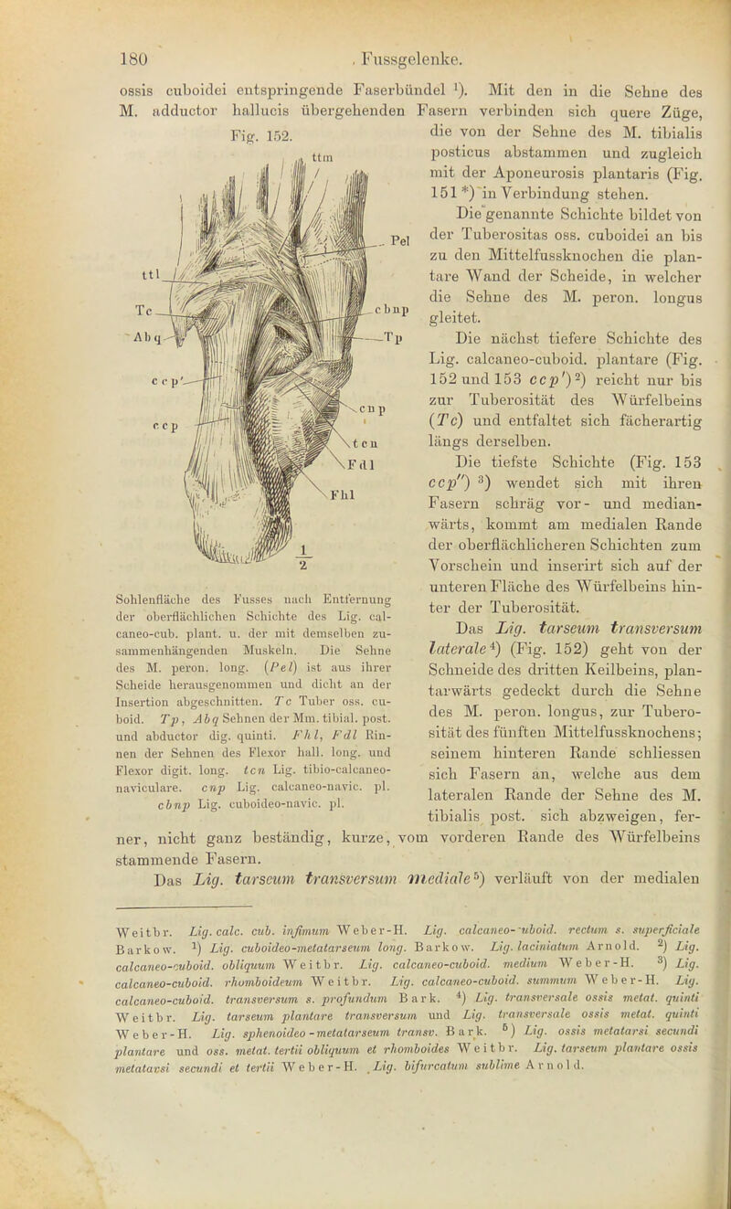 ossis cuboidei entspringende Faserbiindel l). Mit den in die Sehne des M. adductor hallucis iibergehenden Fasern verbinden sich quere Ziige, Fig. 152. Sohlenflache des Fusses uucli Entfernung Jer oberflachlichen Schichte des Lig. cal- caneo-cub. plant, u. der mit demselben zu- sammenhangenden Muslceln. Die Sehne des M. peron. long. (Pel) ist aus ihrer Scheide herausgenouiuien und dicht an der Insertion abgeschnitten. Tc Tuber oss. cu- boid. Tp, Abq Sehnen der Mm. tibial, post, und abductor dig. quinti. Fhl, Fdl Rin- nen der Sehnen des Flexor hall. long, und Flexor digit, long, ten Lig. tibio-calcaneo- navieulave. enp Lig. calcaneo-navic. pi. cbnp Lig. cuboideo-navic. pi. die von der Sehne deB M. tibialis posticus abstammen und zugleich mit der Aponeurosis plantaris (Fig. 151*) inVerbindung stehen. Die genannte Schichte bildet von der Tuberositas oss. cuboidei an bis zu den Mittelfussknochen die plan- tare Wand der Scheide, in welcher die Sehne des M. peron. longus gleitet. Die niichst tiefere Schichte des Lig. calcaneo-cuboid. plantare (Fig. 152 und 153 ccp')2) reicht nur bis zur Tuberositat des Wiirfelbeins (Tc) und entfaltet sich facherartig langs derselben. Die tiefste Schichte (Fig. 153 ccp) 3) wendet sich mit ihren Fasern schrag vor- und median- warts, kommt am medialen Rande der oberflachlicheren Schichten zum Vorschein und inserirt sich auf der unteren Flache des AVurfelbeins hin- ter der Tuberositat. Das Lig. tarseum transversum laterale*) (Fig. 152) geht von der Schneide des dritten Keilbeins, plan- tarwarts gedeckt durch die Sehne des M. peron. longus, zur Tubero- sitat des funften Mittelfussknochens; seinem hinteren Rande schliessen sich Fasern an, welche aus dem lateralen Rande der Sehne des M. tibialis post, sich abzweigen, fer- ner, nicht ganz bestandig, kurze, void vorderen Rande des Wiirfelbeins stammende Fasern. Das Lig. tarscam transversum mediale5) verlauffc von der medialen Weitbr. Lig.calc. cub. infimum Weber-H. Lig. calcaneo-'ubo'td. rectum s. superjiciale Barkow. 2) Lig. cuboideo-melatarseum long. Barkow. Lig. laciiiiatum Arnold. 2) Lig. calcaneo-cuboid. obliquum W e i t b r. Lig. calcaneo-cuboid. medium Weber-H. 3) Lig. calcaneo-cuboid. rhomboideum Weitbr. Lig. calcaneo-cuboid. summum Weber-H. Lig. calcaneo-cuboid. transversum s. profundum Bark. 4) Lig. transversale ossis metat. quinti Weitbr. Lig. tarseum plantare transversum und Lig. transversale ossis metat. quinti Weber-H. Lig. spkenoideo -metatarseum transv. Bark. B) Lig. ossis metatarsi secundi plantare und oss. metat. tertii obliquum et rhomboides W e i t b v. Lig. tarseum plantare ossis metatarsi secundi et tertii Weber-H. Lig. bifurcatum sublime Arnold.