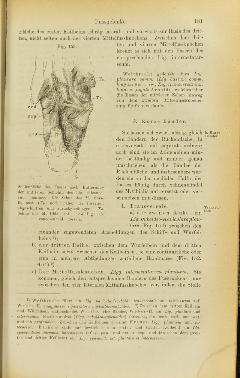 Fliiche des ersten Keilbeins schriig lateral- unci vorwiirts zur Basis des drit- ten, nicht selten auch des vierten Mittelfussknochens. Zwischen dem drit- ten unci vierten Mittelfussknochen Fig. 153. Sohlennaehe des Fusses naoh Entfernung der mittleren Schichte des Lig. calcaneo- cub. plantare. Die Sehne des M. tibia- lis post. (Tp) noch naher der Insertion abgeschnitten und zuriickgeschlagen. Ta Sehne des M. tibial, ant. ccd Lig. cal- caneocuboid, dorsale. kreuzt es sicli mit den Fasern des entsprechenden Lig. intermetatar- scnm. Weitbrecht plantare comm. gedenkfc eines Lig. (Lig. basium comm. longum Bar kow, Lig. transversarium long. s. jugale A mold), welches iiber die Basen der mittleren Zehen hinweg von dem zweiten Mittelfussknochen zum fiinften verlaufe. b. Kurze Bander. Sie lassen sich zweckmassig, gleich den Biindern der Riickenflacke, in transversale und sagittale ordnen; doch sind sie ini Allgemeinen min- der bestandig und minder genau umschrieben als die Bander der Riickenflacbe, und insbesondere wer- den sie an der medialen Halfte des Fusses haufig durcb Sebnenbiindel des M. tibialis ant. ersetzt oder ver- schmelzen mit diesen. i I. Transversale: a) der zweiten Reihe, ein Lig. Ciiboideo-ilaviculare plan- tare (Fig. 152) zwischen den Aushohlungen des Schiff- und Wurfel- b. Kurze Bander. Transver- sale. einander zugewendeten beins l); b) der dritten Reihe, zwischen dem Wurfelbein und dem dritten Keilbein, sowie zwischen den Keilbeinen, je eine continuirliche oder eine in mehrere Abtheilungen zerfallene Bandmasse (Fig. 152. <*54) 2). c) Der Mittelfussknochen, Ligg. intermetatarsea plantaria. Sie kommen, gleich den entsprechenden Bandern des Fussriickens, nur zwischen den vier lateralen Mittelfussknochen vor, indem die Stelle J) Weitbreeht liihrt ein Lig. naviculari-cuboid. transversale und interosseum auf, Weber-H. eine_.A/a««a Ugamentosa naviculari-cuboidea. z) Zwischen dem dritten Keilbein und Wiiri'elbein unterscheidct Weitbr. vier Bander, Weber-H. ein Lig. plantare und inlerosseum, Bnrkow drei (Ligg. cuboideo-sphenoidea) inferiora, ein post. med. und ant. und fin profundum. Zwischen den Keilbeinen erwahnt Krause Ligg. plantaria und in- lerossea. Bar kow zahlt auf (zwischen dem ersten und zweiten Keilbein) ein Lig. sphenoideum internum interosseum inf. s. post, und ant. s. sup. und (zwischen dem zwei- ten und dritten Keilbein) ein Lig. sphenoid, ext. plantare el interosseum.