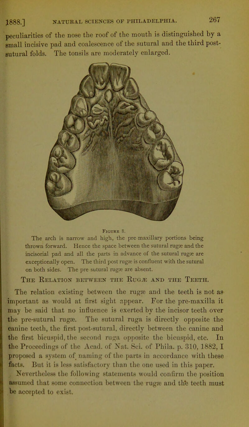 peculiarities of the nose the roof of the mouth is distinguished by a small incisive pad and coalescence of the sutural and the third post- sutural folds. The tonsils are moderately enlarged. Figure 8. The arch is narrow and high, the pre maxillary portions being thrown forward. Hence the space between the sutural rugse and the incisorial pad and all the parts in advance of the sutural rugte are exceptionally open. The third post rugaj is confluent with the sutural on both sides. The pre sutural rugEe are absent. The Relation between the Rug^e and the Teeth. The relation existing between the rugae and the teeth is not a» important as would at first sight appear. For the pre-maxilla it may be said that no influence is exerted by the incisor teeth over the pre-sutural rugse. The sutural ruga is directly opposite the canine teeth, the first post-sutural, directly between the canine and the first bicuspid, the second ruga opposite the bicuspid, etc. In the Proceedings of the Acad, of Nat. Sci. of Phila. p. 310, 1882,1 proposed a system of naming of the parts in accordance with these facts. But it is less satisfactory than the one used in this paper. , Nevertheless the following statements would confirm the position assumed that some connection between the ruga) and th'e teeth must be accepted to exist.