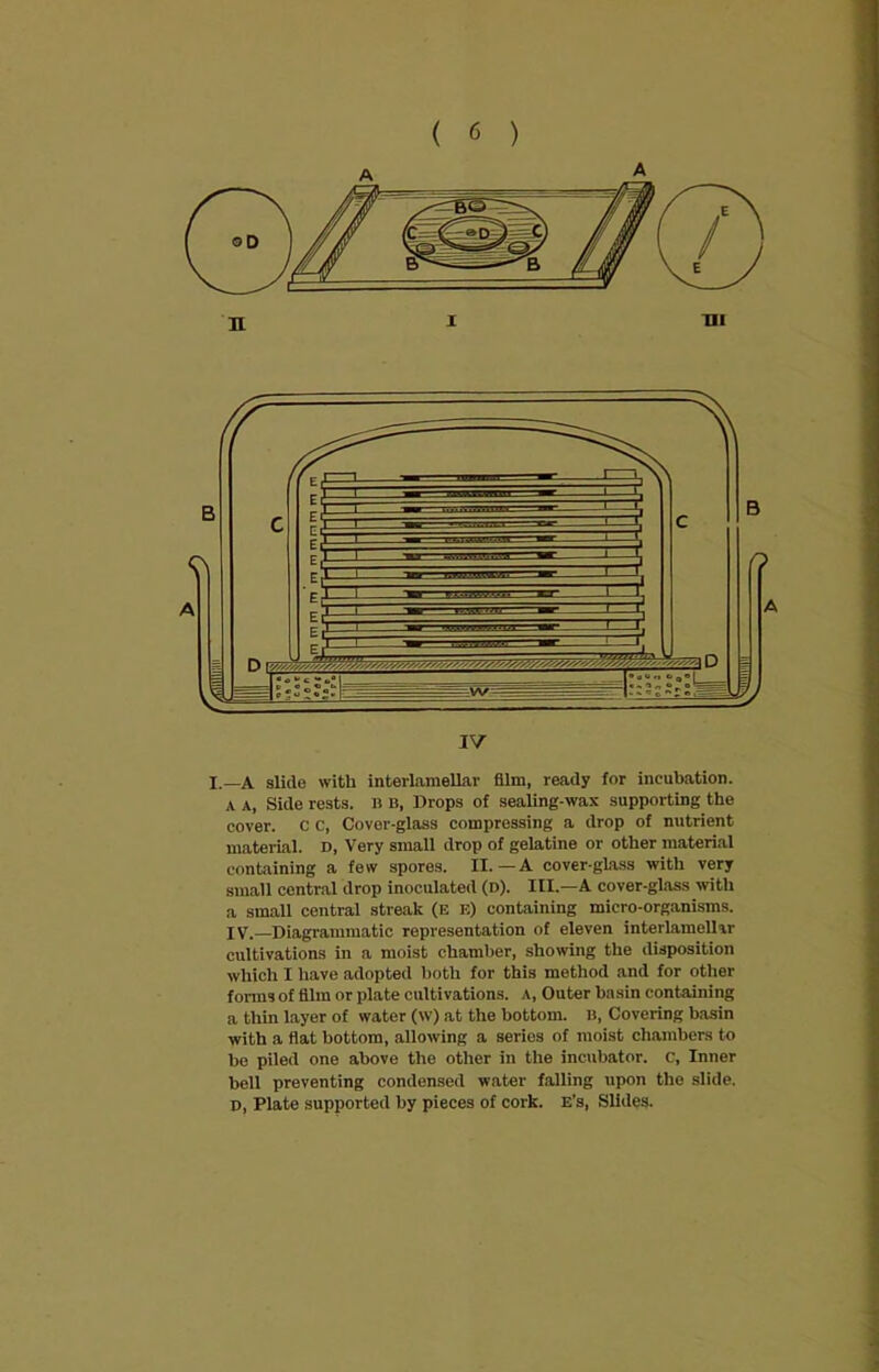 IV I.—A slide with interlamellar film, ready for incubation. A a, Side rests. B b, Drops of sealing-wax supporting the cover. C c, Covor-glass compressing a drop of nutrient material. D, Very small drop of gelatine or other material containing a few spores. II. —A cover-glass with very small central drop inoculated (d). III.—A cover-glass with a small central streak (e e) containing micro-organisms. XV.—Diagrammatic representation of eleven interlamellar cultivations in a moist chamber, showing the disposition which I have adopted both for this method and for other forms of film or plate cultivations. A, Outer basin containing a thin layer of water (w) at the bottom, b, Covering basin with a flat bottom, allowing a series of moist chambers to he piled one above the other in the incubator. C, Inner bell preventing condensed water falling upon the slide. D, Plate supported by pieces of cork, e’s, Slides. >