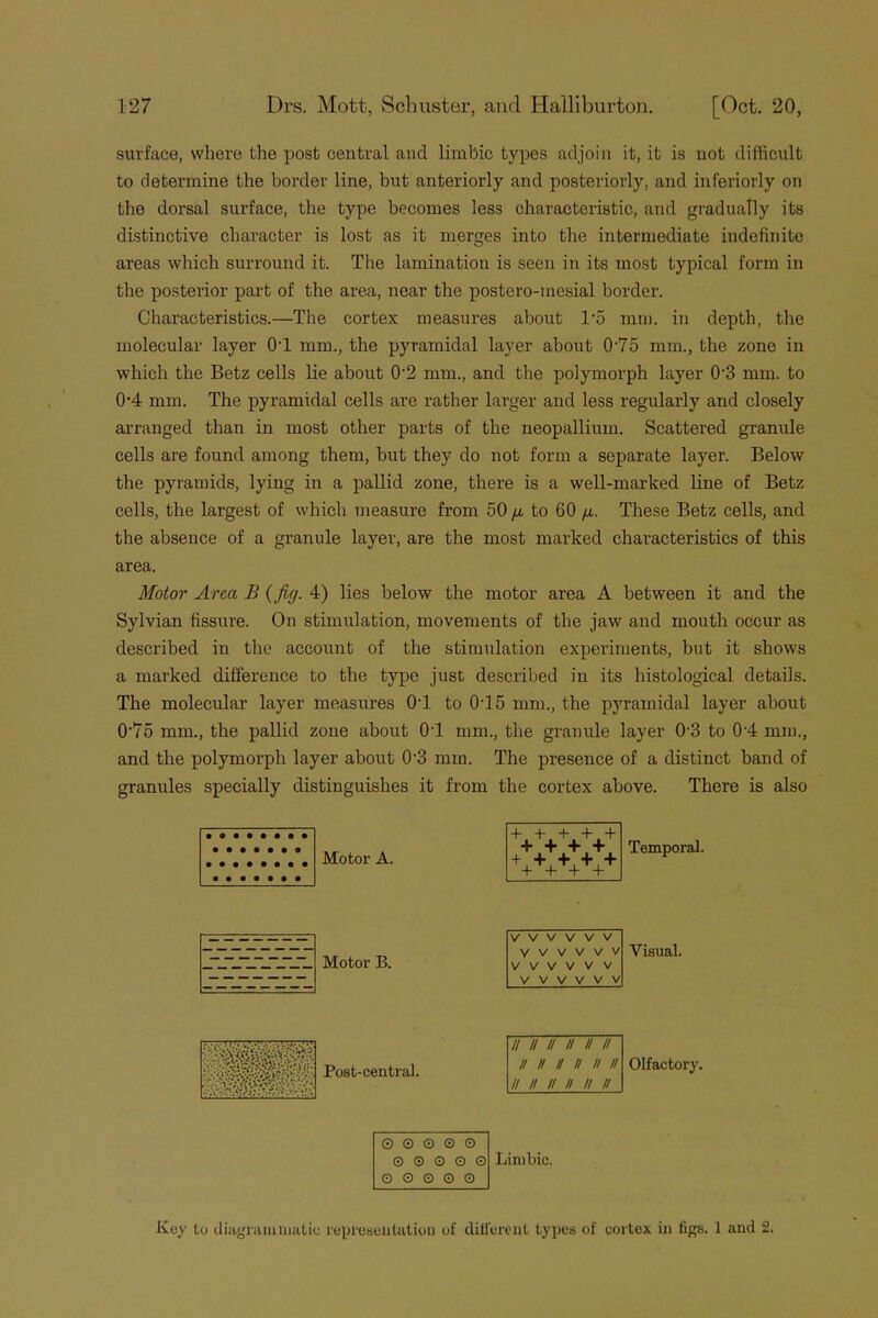 surface, where the post central and limbic types adjoin it, it is not difficult to determine the border line, but anteriorly and posteriorly, and inferiorly on the dorsal surface, the type becomes less characteristic, and gradually its distinctive character is lost as it merges into the intermediate indefinite areas which surround it. The lamination is seen in its most typical form in the posterior part of the area, near the postero-mesial border. Characteristics.—The cortex measures about 1*5 mm. in depth, the molecular layer 0T mm., the pyramidal layer about 075 mm., the zone in which the Betz cells lie about 0‘2 mm., and the polymorph layer 0-3 mm. to 07 mm. The pyramidal cells are rather larger and less regularly and closely arranged than in most other parts of the neopallium. Scattered granule cells are found among them, but they do not form a separate layer. Below the pyramids, lying in a pallid zone, there is a well-marked line of Betz cells, the largest of which measure from 50 ^ to 60 /z. These Betz cells, and the absence of a granule layer, are the most marked characteristics of this area. Motor Area B (fir/. 4) lies below the motor area A between it and the Sylvian fissure. On stimulation, movements of the jaw and mouth occur as described in the account of the stimulation experiments, but it shows a marked difference to the type just described in its histological details. The molecular layer measures 07 to 075 mm., the pyramidal layer about 075 mm., the pallid zone about 07 mm., the granule layer 03 to 07 mm., and the polymorph layer about 0-3 mm. The presence of a distinct band of granules specially distinguishes it from the cortex above. There is also Motor A. Temporal. V V V V V V Motor B. V V V V V V V V V V V V V V V V V V Visual. Post-central. // // // II II II II II H H II // // // // // // // Olfactory. © © © © © 0 0 © G © © 0 O 0 © Limbic. Key to diagrammatic representation of different types of cortex in figs. 1 and 2.