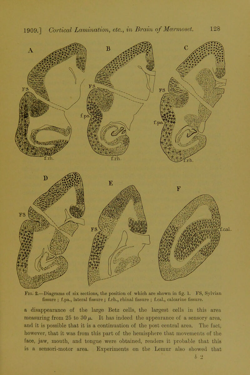 Fig. 2.—Diagrams of six sections, the position of which are shown in fig. 1. FS, Sylvian fissure ; f.pa., lateral fissure ; f.rh., rhinal fissure ; f.cal., calcarine fissure. a disappearance of the large Betz cells, the largest cells in this area measuring from 25 to 30 /*. It has indeed the appearance of a sensory area, and it is possible that it is a continuation of the post central area. The fact, however, that it was from this part of the hemisphere that movements of the face, jaw, mouth, and tongue were obtained, renders it probable that this is a sensori-motor area. Experiments on the Lemur also showed that b 2
