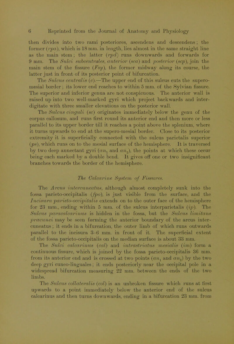 then divides into two rami posteriores, ascendens and descendens; the former (opa), which is 18 mm. in length, lies almost in the same straight line as the main stem ; the latter (rpcl) runs downwards and forwards for 9 mm. The Sulci subcentrales, anterior (sea) and posterior (sep), join the main stem of the fissure (Fsy), the former midway along its course, the latter just in front of its posterior point of bifurcation. The Sulcus centralis (c).—The upper end of this sulcus cuts the supero- mesial border ; its lower end reaches to within 5 mm. of the Sylvian fissure. The superior and inferior genua are not conspicuous. The anterior wall is raised up into two well-marked gyri which project backwards and inter- digitate with three smaller elevations on the posterior wall. The Sulcus cinguli (sc) originates immediately below the genu of the corpus callosum, and runs first round its anterior end and then more or less parallel to its upper border till it reaches a point above the splenium, where it turns upwards to end at the supero-mesial border. Close to its posterior extremity it is superficially connected with the sulcus parietalis superior (ps), which runs on to the mesial surface of the hemisphere. It is traversed by two deep annectant gyri (anl and an2), the points at which these occur being each marked by a double bend. It gives off one or two insignificant branches towards the border of the hemisphere. The Calcarine System of Fissures. The Arcus intercuneatus, although almost completely sunk into the fossa parieto-occipitalis (fpo), is just visible from the surface, and the Incisura parieto-occipitalis extends on to the outer face of the hemisphere for 23 mm., ending within 5 mm. of the sulcus interparietalis (ip). The Sulcus paracalcarinus is hidden in the fossa, but the Sulcus limitans prcecunei may be seen forming the anterior boundary of the arcus inter- cuneatus ; it ends in a bifurcation, the outer limb of which runs outwards parallel to the incisura 3-6 mm. in front of it. The supei'ficial extent of the fossa parieto-occipitalis on the median surface is about 33 mm. The Sulci calcarinus (cal) and intrastriatus mesialis (im) form a continuous fissure, which is joined by the fossa parieto-occipitalis 36 mm. from its anterior end and is crossed at two points (an1 and an2) by the two deep gyri cuneo-linguales; it ends posteriorly near the occipital pole in a widespread bifurcation measuring 22 mm. between the ends of the two limbs. The Sulcus collateralis (col) is an unbroken fissure which runs at first upwards to a point immediately below the anterior end of the sulcus calcarinus and then turns downwards, ending in a bifurcation 23 mm. from