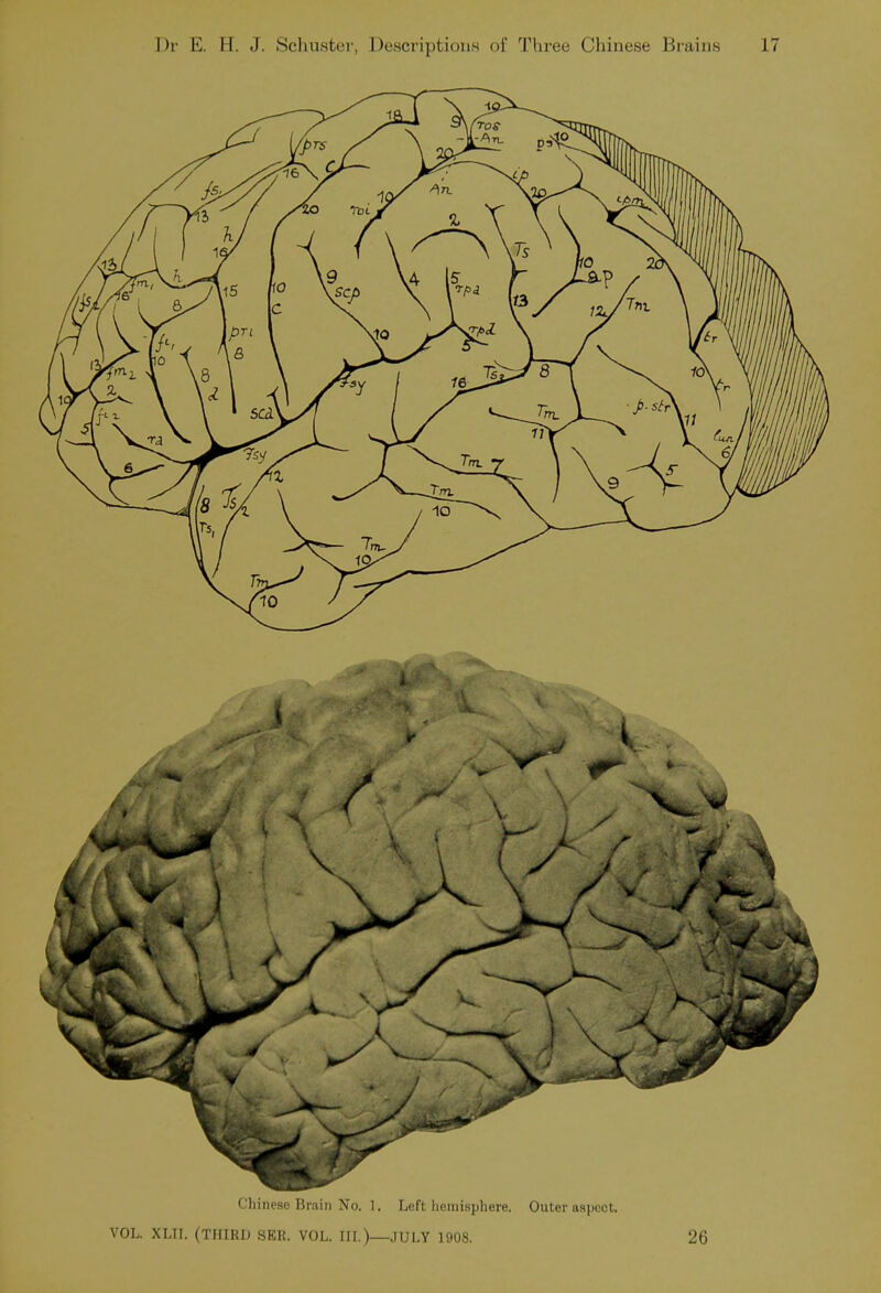 1 Chinese Brain No. 1. Left hemisphere. Outer aspect. VOL. XLII. (TFilRl) SER. VOL. III.)—JULY 1908. 26