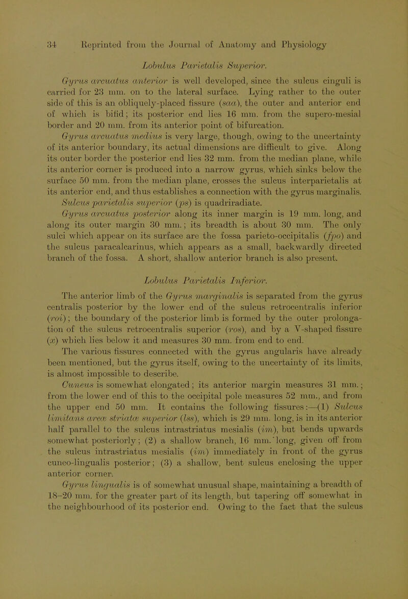 Lobulus Parietalis Superior. Gyrus arcuatus anterior is well developed, since the sulcus cinguli is carried for 23 mm. on to the lateral surface. Lying rather to the outer side of this is an obliquely-placed fissure (saa), the outer and anterior end of which is bifid; its posterior end lies 16 mm. from the supero-inesial border and 20 mm. from its anterior point of bifurcation. Gyrus arcuatus medius is very large, though, owing to the uncertainty of its anterior boundary, its actual dimensions are difficult to give. Along its outer border the posterior end lies 32 mm. from the median plane, while its anterior corner is produced into a narrow gyrus, which sinks below the surface 50 mm. from the median plane, crosses the sulcus interparietalis at its anterior end, and thus establishes a connection with the gyrus marginalis. Sulcus parietalis superior (ps) is quadriradiate. Gyrus arcuatus posterior along its inner margin is 19 nun. long, and along its outer margin 30 mm.; its breadth is about 30 mm. The only sulci which appear on its surface are the fossa parieto-occipitalis (fpo) and the sulcus paracalcarinus, which appears as a small, backwardly dii-ected branch of the fossa. A short, shallow anterior branch is also present. Lobulus Parietalis Inferior. The anterior limb of the Gyrus marginalis is separated from the gyrus centralis posterior by the lower end of the sulcus retrocentralis inferior (roi); the boundary of the posterior limb is formed by the outer prolonga- tion of the sulcus retrocentralis superior (ros), and by a V-shaped fissure (;x) which lies below it and measures 30 mm. from end to end. The various fissures connected with the gyrus angularis have already been mentioned, but the gyrus itself, owing to the uncertainty of its limits, is almost impossible to describe. Cuneus is somewhat elongated; its anterior margin measures 31 mm.; from the lower end of this to the occipital pole measures 52 mm., and from the upper end 50 mm. It contains the following fissures:—(1) Sulcus limitans area striata superior (Iss), which is 29 mm. long, is in its anterior half parallel to the sulcus intrastriatus mesialis (ini), but bends upwards somewhat posteriorly; (2) a shallow branch, 16 mm.‘long, given off from the sulcus intrastriatus mesialis (im) immediately in front of the gyrus cuneo-lingualis posterior; (3) a shallow, bent sulcus enclosing the upper anterior corner. Gyrus lingualis is of somewhat unusual shape, maintaining a breadth of 18—20 mm. for the greater part of its length, but tapering off somewhat in the neighbourhood of its posterior end. Owing to the fact that the sulcus