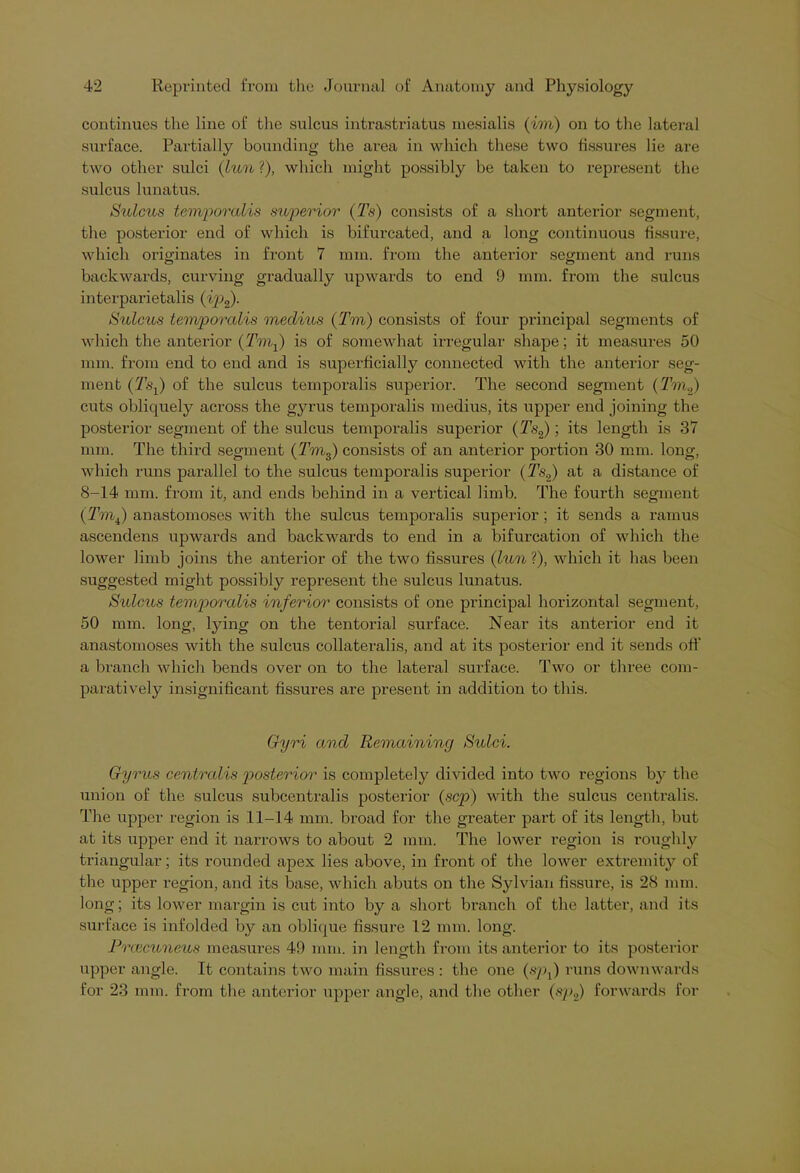 continues the line of the sulcus intrastriatus mesialis (im) on to the lateral surface. Partially bounding the area in which these two fissures lie are two other sulci (lun?), which might possibly be taken to represent the sulcus lunatus. Sulcus temporalis superior (Ts) consists of a short anterior segment, the posterior end of which is bifurcated, and a long continuous fissure, which originates in front 7 mm. from the anterior segment and runs backwards, curving gradually upwards to end 9 mm. from the sulcus interparietalis (ipf). Sulcus temporalis medius (Tm) consists of four principal segments of which the anterior (Tmf) is of somewhat irregular shape; it measures 50 mm. from end to end and is superficially connected with the anterior seg- ment (Tsf of the sulcus temporalis superior. The second segment (Tm.,) cuts obliquely across the gyrus temporalis medius, its upper end joining the posterior segment of the sulcus temporalis superior (Ts2) ; its length is 37 mm. The third segment (Tm3) consists of an anterior portion 30 mm. long, which runs parallel to the sulcus temporalis superior (Ts2) at a distance of 8-14 mm. from it, and ends behind in a vertical limb. The fourth segment (Tm4) anastomoses with the sulcus temporalis superior; it sends a ramus ascendens upwards and backwards to end in a bifurcation of which the lower limb joins the anterior of the two fissures (lun ?), which it has been suggested might possibly represent the sulcus lunatus. Sulcus temporalis inferior consists of one principal horizontal segment, 50 mm. long, lying on the tentorial surface. Near its anterior end it anastomoses with the sulcus collateralis, and at its posterior end it sends off a branch which bends over on to the lateral surface. Two or three com- paratively insignificant fissures are present in addition to this. Gyri and Remaining Sulci. Gyrus centralis posterior is completely divided into two regions by the union of the sulcus subcentralis posterior (scp) with the sulcus centralis. The upper region is 11-14 mm. broad for the greater part of its length, but at its upper end it narrows to about 2 mm. The lower region is roughly triangular; its rounded apex lies above, in front of the lower extremity of the upper region, and its base, which abuts on the Sylvian fissure, is 28 mm. long; its lower margin is cut into by a short branch of the latter, and its surface is infolded by an oblique fissure 12 mm. long. Prcecuneus measures 49 mm. in length from its anterior to its posterior upper angle. It contains two main fissures : the one (spx) runs downwards for 23 mm. from the anterior upper angle, and the other (sp2) forwards for