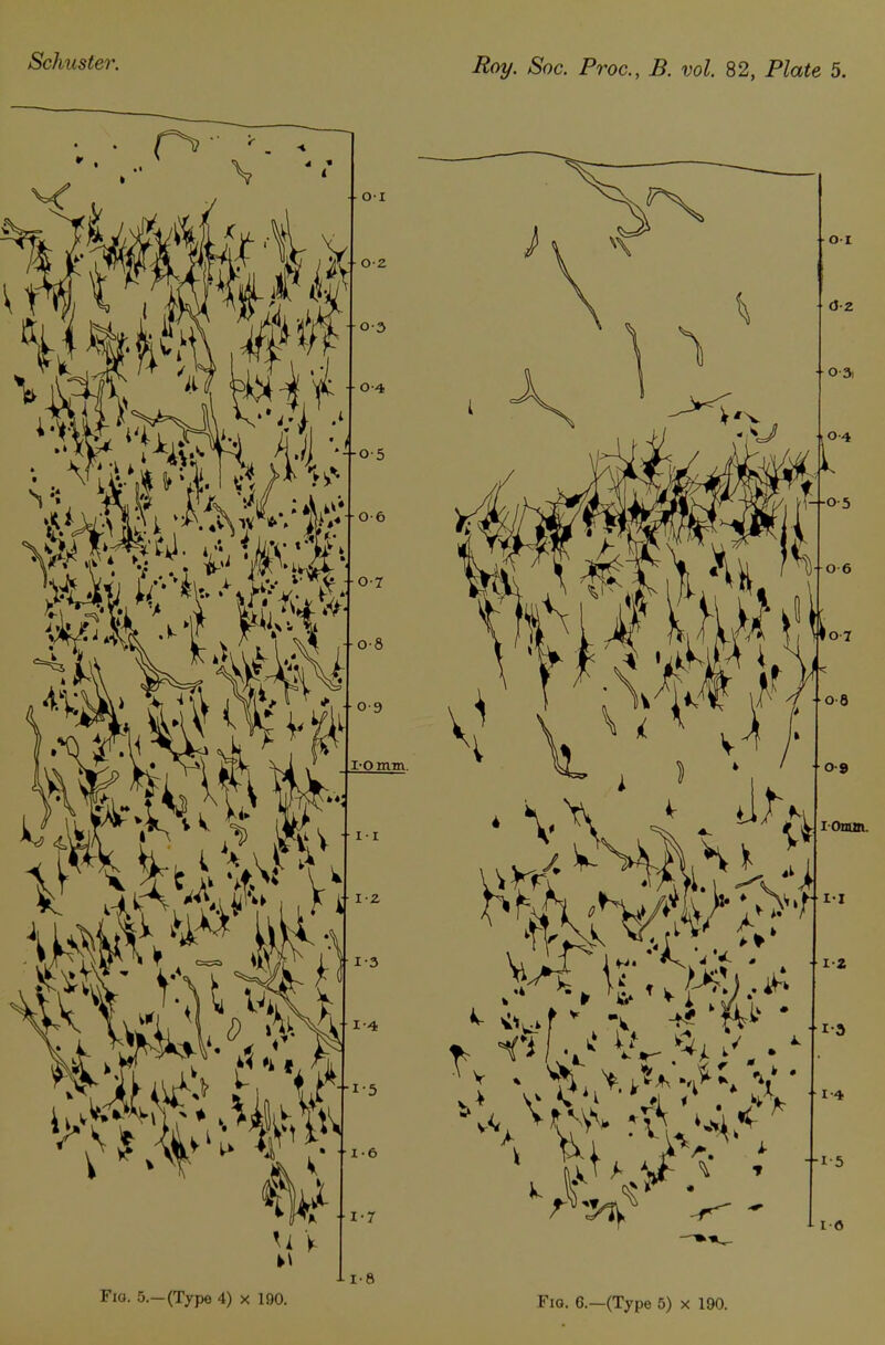 Fio. 5.—(Type 4) x 190. Fig. 6.—(Type 5) x 190.