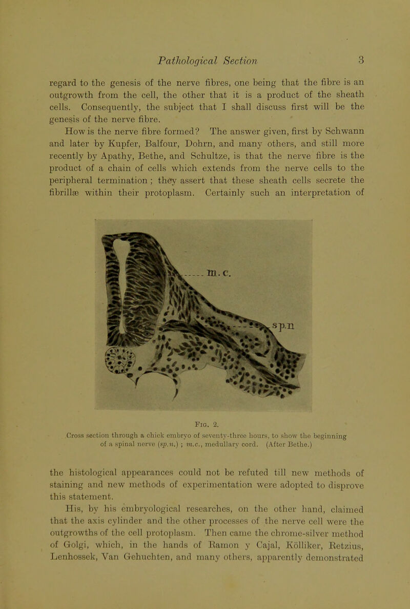 regard to the genesis of the nerve fibres, one being that the fibre is an outgrowth from the cell, the other that it is a product of the sheath cells. Consequently, the subject that I shall discuss first will be the genesis of the nerve fibre. How is the nerve fibre formed? The answer given, first by Schwann and later by Kupfer, Balfour, Dohrn, and many others, and still more recently by Apathy, Bethe, and Schultze, is that the nerve fibre is the product of a chain of cells which extends from the nerve cells to the peripheral termination ; they assert that these sheath cells secrete the fibrillae within their protoplasm. Certainly such an interpretation of Fig. 2. Cross section through a chick embryo of seventy-three hours, to show the beginning of a spinal nerve (sp.n.) ; m.c., medullary cord. (After Bethe.) the histological appearances could not be refuted till new methods of staining and new methods of experimentation were adopted to disprove this statement. His, by his embryological researches, on the other hand, claimed that the axis cylinder and the other processes of the nerve cell were the outgrowths of the cell protoplasm. Then came the chrome-silver method of Golgi, which, in the hands of Ramon y Cajal, Kolliker, Retzius, Lenhossek, Yan Gehuchtcn, and many others, apparently demonstrated