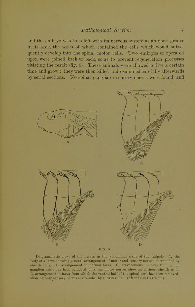 and the embryo was thus left with its nervous system as an open groove in its back, the walls of which contained the cells which would subse- quently develop into the spinal motor cells. Two embryos so operated upon were joined back to back, so as to prevent regeneration processes vitiating the result (fig. 5). These animals were allowed to live a certain time and grow ; they were then killed and examined carefully afterwards by serial sections. No spinal ganglia or sensory nerves were found, and C Fig. G. Diagrammatic views of the nerves in the abdominal walls of the tadpole. A, the body of a larva showing general arrangement of motor and sensory nerves, surrounded by sheath cells. B, arrangement in normal larva. 0, arrangement in larva from which ganglion crest has been removed, only the motor nerves showing without sheath cells. D, arrangement in larva from which tho ventral half of the spinal cord has been removed, showing only sensory nerves surrounded by sheath cells. (After Boss Harrison.)