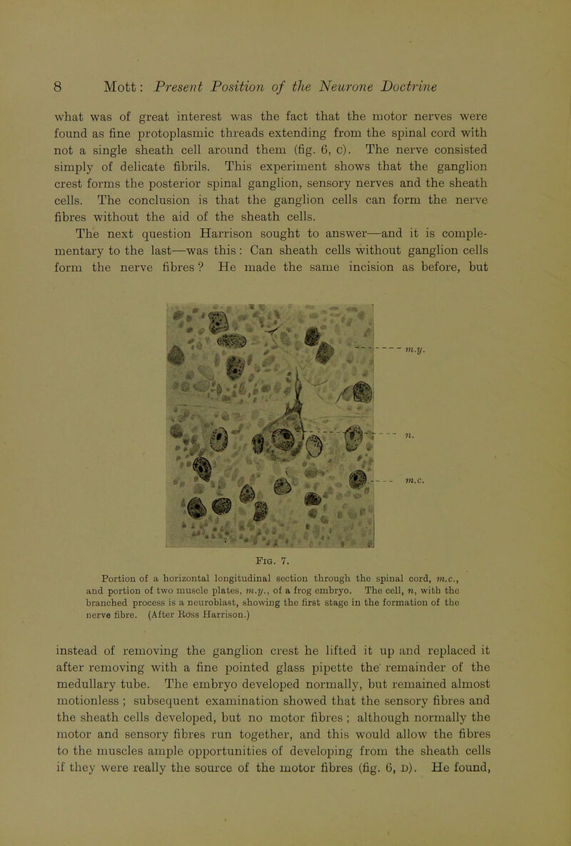 what was of great interest was the fact that the motor nerves were found as fine protoplasmic threads extending from the spinal cord with not a single sheath cell around them (fig. 6, c). The nerve consisted simply of delicate fibrils. This experiment shows that the ganglion crest forms the posterior spinal ganglion, sensory nerves and the sheath cells. The conclusion is that the ganglion cells can form the nerve fibres without the aid of the sheath cells. The next question Harrison sought to answer—and it is comple- mentary to the last—was this: Can sheath cells without ganglion cells form the nerve fibres ? He made the same incision as before, but Fig. 7. Portion of a horizontal longitudinal section through the spinal cord, in.c., and portion of two muscle plates, ni.y., of a frog embryo. The cell, n, with the branched process is a ncuroblast, showing the first stage in the formation of the nerve fibre. (After Ross Harrison.) instead of removing the ganglion crest he lifted it up and replaced it after removing with a fine pointed glass pipette the' remainder of the medullary tube. The embryo developed normally, but remained almost motionless ; subsequent examination showed that the sensory fibres and the sheath cells developed, but no motor fibres ; although normally the motor and sensory fibres run together, and this would allow the fibres to the muscles ample opportunities of developing from the sheath cells if they were really the source of the motor fibres (fig. 6, d). He found,