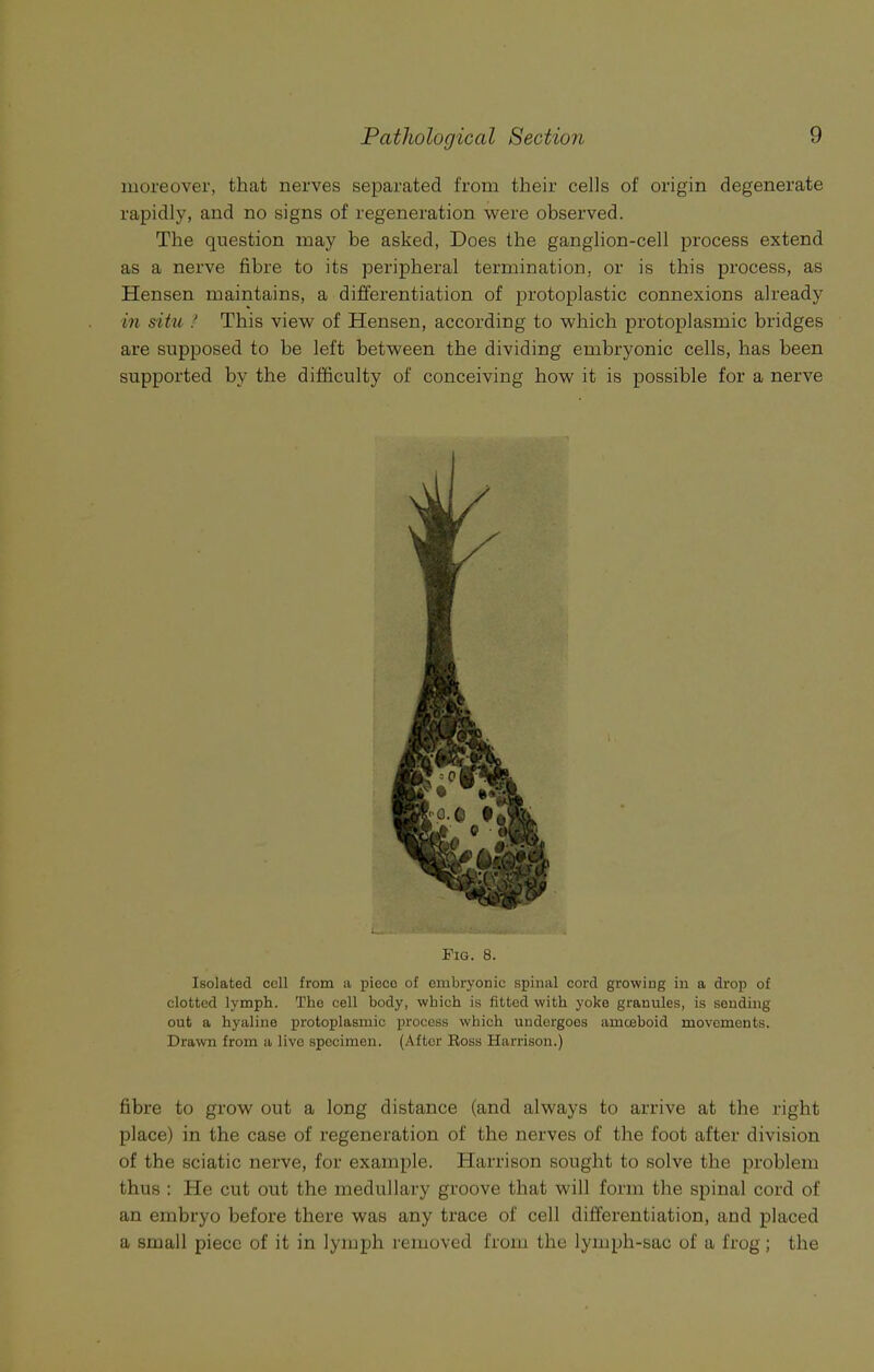 moreover, that nerves separated from their cells of origin degenerate rapidly, and no signs of regeneration were observed. The question may be asked, Does the ganglion-cell process extend as a nerve fibre to its peripheral termination, or is this process, as Hensen maintains, a differentiation of protoplastic connexions already in siho ! This view of Hensen, according to which protoplasmic bridges are supposed to be left between the dividing embryonic cells, has been supported by the difficulty of conceiving how it is possible for a nerve Fig. 8. Isolated cell from a piece of embryonic spinal cord growing in a drop of clotted lymph. The cell body, which is fitted with yoke granules, is sending out a hyaline protoplasmic process which undergoes amoeboid movements. Drawn from a live specimen. (Aftor Ross Harrison.) fibre to grow out a long distance (and always to arrive at the right place) in the case of regeneration of the nerves of the foot after division of the sciatic nerve, for example. Harrison sought to solve the problem thus : He cut out the medullary groove that will form the spinal cord of an embryo before there was any trace of cell differentiation, and placed a small piece of it in lymph removed from the lymph-sac of a frog; the