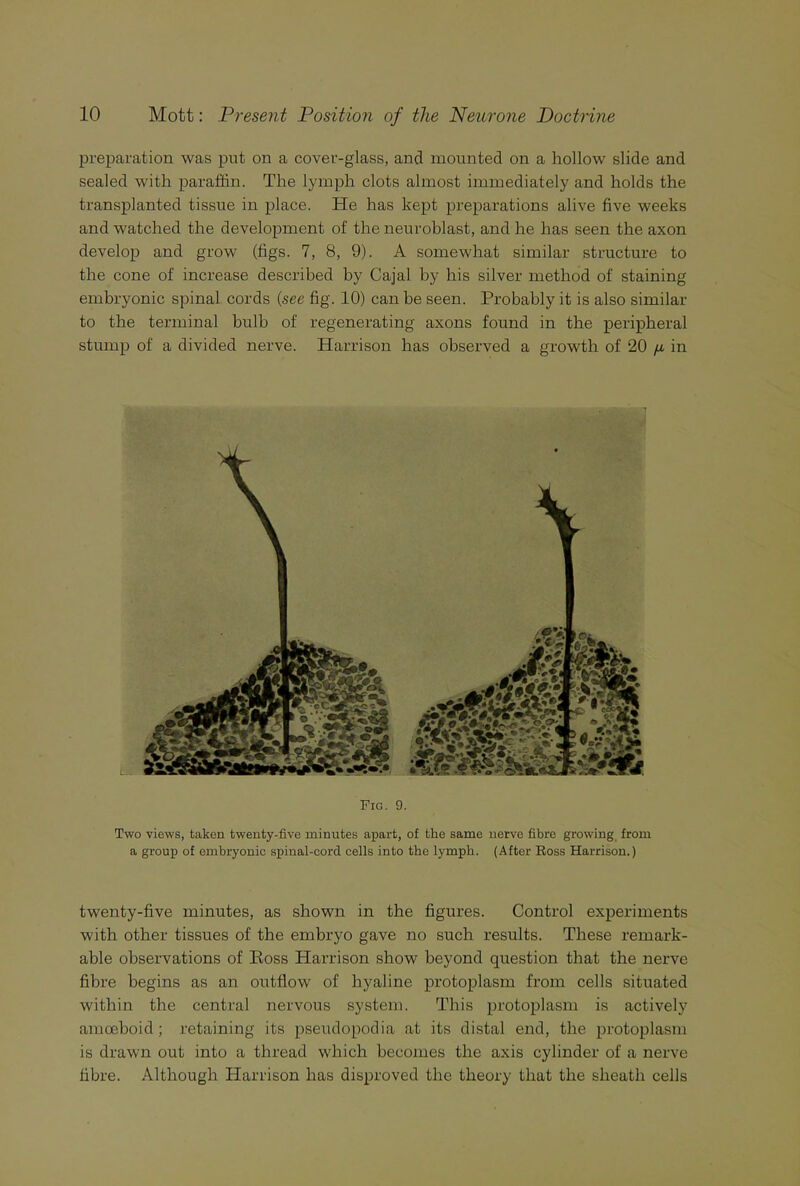 preparation was put on a cover-glass, and mounted on a hollow slide and sealed with paraffin. The lymph clots almost immediately and holds the transplanted tissue in place. He has kept preparations alive five weeks and watched the development of the neuroblast, and he has seen the axon develop and grow (figs. 7, 8, 9). A somewhat similar structure to the cone of increase described by Cajal by his silver method of staining embryonic spinal cords {see fig. 10) can be seen. Probably it is also similar to the terminal bulb of regenerating axons found in the peripheral stump of a divided nerve. Harrison has observed a growth of 20 n in Fig. 9. Two views, taken twenty-five minutes apart, of the same nerve fibre growing from a group of embryonic spinal-cord cells into the lymph. (After Ross Harrison.) twenty-five minutes, as shown in the figures. Control experiments with other tissues of the embryo gave no such results. These remark- able observations of Ross Harrison show beyond question that the nerve fibre begins as an outflow of hyaline protoplasm from cells situated within the central nervous system. This protoplasm is actively amoeboid; retaining its pseudopodia at its distal end, the protoplasm is drawn out into a thread which becomes the axis cylinder of a nerve fibre. Although Harrison has disproved the theory that the sheath cells