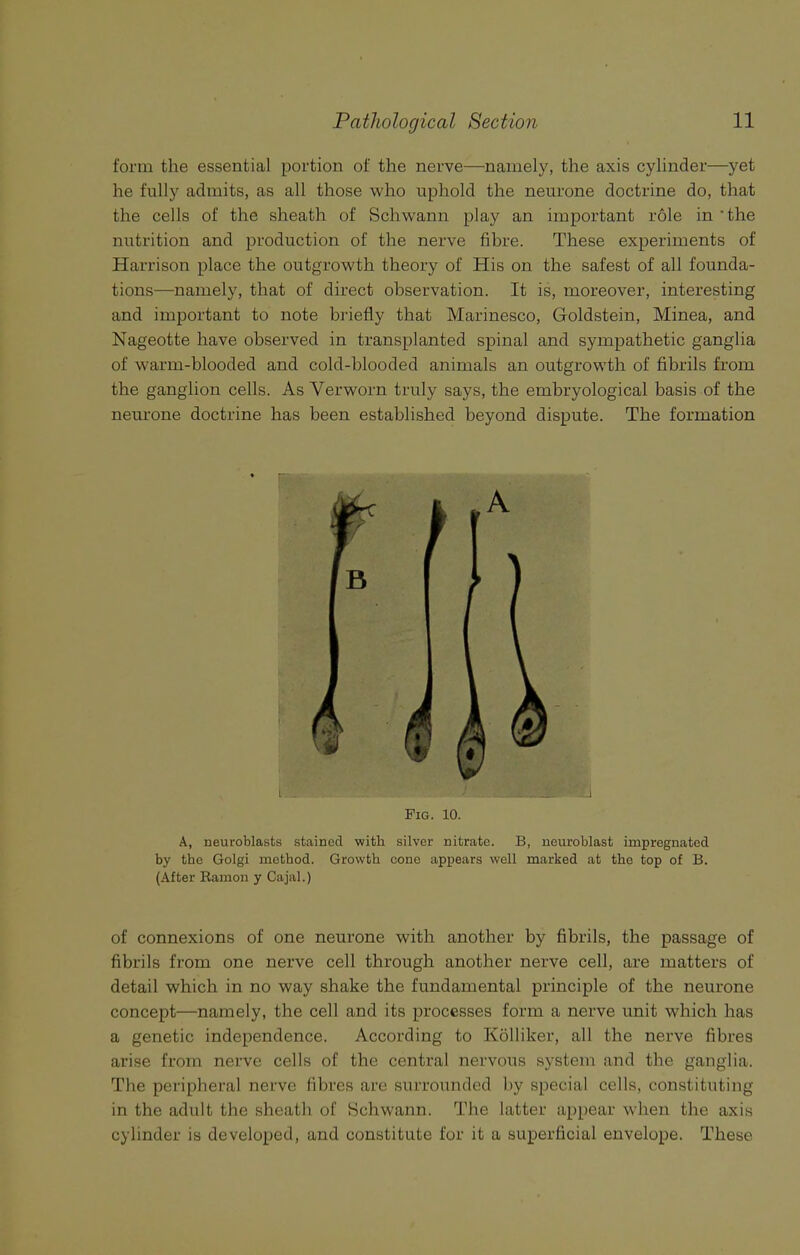 form the essential portion of the nerve—namely, the axis cylinder—yet he fully admits, as all those who uphold the neurone doctrine do, that the cells of the sheath of Schwann play an important role in ’the nutrition and production of the nerve fibre. These experiments of Harrison place the outgrowth theory of His on the safest of all founda- tions—namely, that of direct observation. It is, moreover, interesting and important to note briefly that Marinesco, Goldstein, Minea, and Nageotte have observed in transplanted spinal and sympathetic ganglia of warm-blooded and cold-blooded animals an outgrowth of fibrils from the ganglion cells. As Verworn truly says, the embryological basis of the neurone doctrine has been established beyond dispute. The formation Fig. 10. A, neuroblasts stained with silver nitrate. B, neuroblast impregnated by the Golgi method. Growth cone appears well marked at the top of B. (After Ramon y Cajal.) of connexions of one neurone with another by fibrils, the passage of fibrils from one nerve cell through another nerve cell, are matters of detail which in no way shake the fundamental principle of the neurone concept—namely, the cell and its processes form a nerve unit which has a genetic independence. According to Kolliker, all the nerve fibres arise from nerve cells of the central nervous system and the ganglia. The peripheral nerve fibres are surrounded by special cells, constituting in the adult the sheath of Schwann. The latter appear when the axis cylinder is developed, and constitute for it a superficial envelope. These