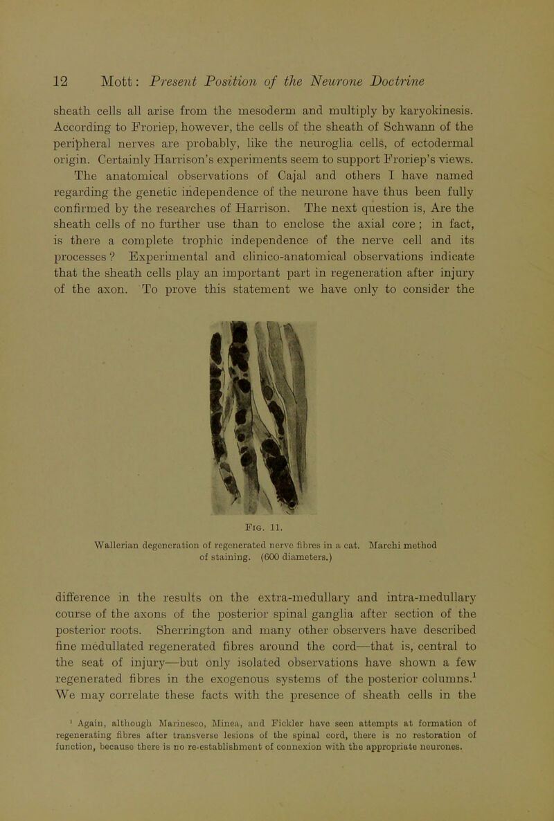 sheath cells all arise from the mesoderm and multiply by karyokinesis. According to Froriep, however, the cells of the sheath of Schwann of the peripheral nerves are probably, like the neuroglia cells, of ectodermal origin. Certainly Harrison’s experiments seem to support Froriep’s views. The anatomical observations of Cajal and others I have named regarding the genetic independence of the neurone have thus been fully confirmed by the researches of Harrison. The next question is, Are the sheath cells of no further use than to enclose the axial core ; in fact, is there a complete trophic independence of the nerve cell and its processes ? Experimental and clinico-anatomical observations indicate that the sheath cells play an important part in regeneration after injury of the axon. To prove this statement we have only to consider the Fig. 11. Wallerian degeneration of regenerated nerve fibres in a cat. Marcbi method of staining. (600 diameters.) difference in the results on the extra-medullary and intra-medullary course of the axons of the posterior spinal ganglia after section of the posterior roots. Sherrington and many other observers have described fine medullated regenerated fibres around the cord—that is, central to the seat of injury—but only isolated observations have shown a few regenerated fibres in the exogenous systems of the posterior columns.1 We may correlate these facts with the presence of sheath cells in the 1 Again, although Marinesco, Minea, and Fickler have seen attempts at formation of regenerating fibres after transverse lesions of the spinal cord, there is no restoration of function, becauso there is no re-establishment of connexion with the appropriate neurones.