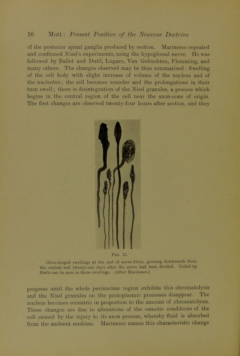 of the posterior spinal ganglia produced by section. Marinesco repeated and confirmed Nissl’s experiments, using the hypoglossal nerve. He was followed by Ballet and Dutil, Lugaro, Van Gehuchten, Flemming, and many others. The changes observed may be thus summarized: Swelling of the cell body with slight increase of volume of the nucleus and of the nucleolus; the cell becomes rounder and the prolongations in their turn swell; there is disintegration of the Nissl granules, a process which begins in the central region of the cell near the axon-cone of origin. The first changes are observed twenty-four hours after section, and they Fig. 15. Olive-shaped swellings at the end of nerve fibres, growing downwards from the central end twenty-one days after the nerve had been divided. Coiled-up fibrils can be seen in these swellings. (After Marinesco.) progress until the whole perinuclear region exhibits this chromatolysis and the Nissl granules on the protoplasmic processes disappear. The nucleus becomes eccentric in proportion to the amount of chromatolysis. These changes are due to alterations of the osmotic conditions of the cell caused by the injury to its axon process, whereby fluid is absorbed from the ambient medium. Marinesco names this characteristic change