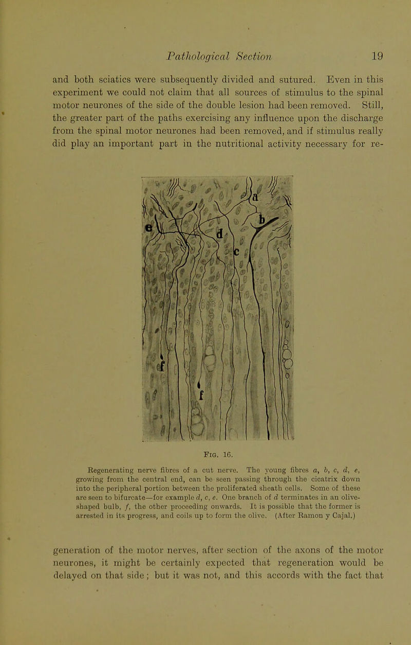 and both sciatics were subsequently divided and sutured. Even in this experiment we could not claim that all sources of stimulus to the spinal motor neurones of the side of the double lesion had been removed. Still, the greater part of the paths exercising any influence upon the discharge from the spinal motor neurones had been removed, and if stimulus really did play an important part in the nutritional activity necessary for re- Regenerating nerve fibres of a cut nerve. The young fibres a, b, c, d, e, growing from the central end, can be seen passing through the cicatrix down into the peripheral portion between the proliferated sheath cells. Some of these are seen to bifurcate—for example d, c, e. One branch of d terminates in an olive- shaped bulb, /, the other proceeding onwards. It is possible that the former is arrested in its progress, and coils up to form the olive. (After Ramon y Cajal.) generation of the motor nerves, after section of the axons of the motor neurones, it might be certainly expected that regeneration would be delayed on that side; but it was not, and this accords with the fact that