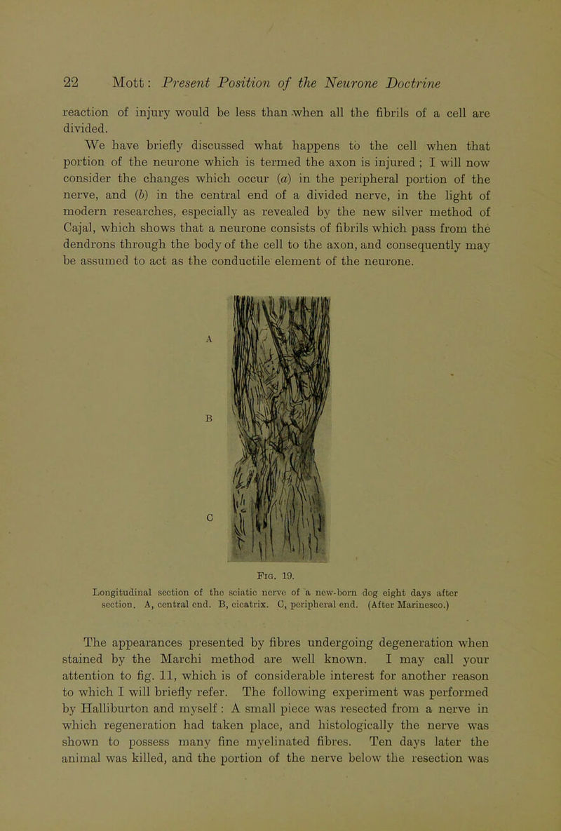 reaction of injury would be less than -when all the fibrils of a cell are divided. We have briefly discussed what happens to the cell when that portion of the neurone which is termed the axon is injured ; I will now consider the changes which occur (a) in the peripheral portion of the nerve, and (b) in the central end of a divided nerve, in the light of modern researches, especially as revealed by the new silver method of Cajal, which shows that a neurone consists of fibrils which pass from the dendrons through the body of the cell to the axon, and consequently may be assumed to act as the conductile element of the neurone. Fig. 19. Longitudinal section of the sciatic nerve of a new-born dog eight days after section. A, central end. B, cicatrix. 0, peripheral end. (After Marinesco.) The appearances presented by fibres undergoing degeneration when stained by the Marchi method are well known. I may call your attention to fig. 11, which is of considerable interest for another reason to which I will briefly refer. The following experiment was performed by Halliburton and myself : A small piece was resected from a nerve in which regeneration had taken place, and histologically the nerve was shown to possess many fine myelinated fibres. Ten days later the animal was killed, and the portion of the nerve below the resection was