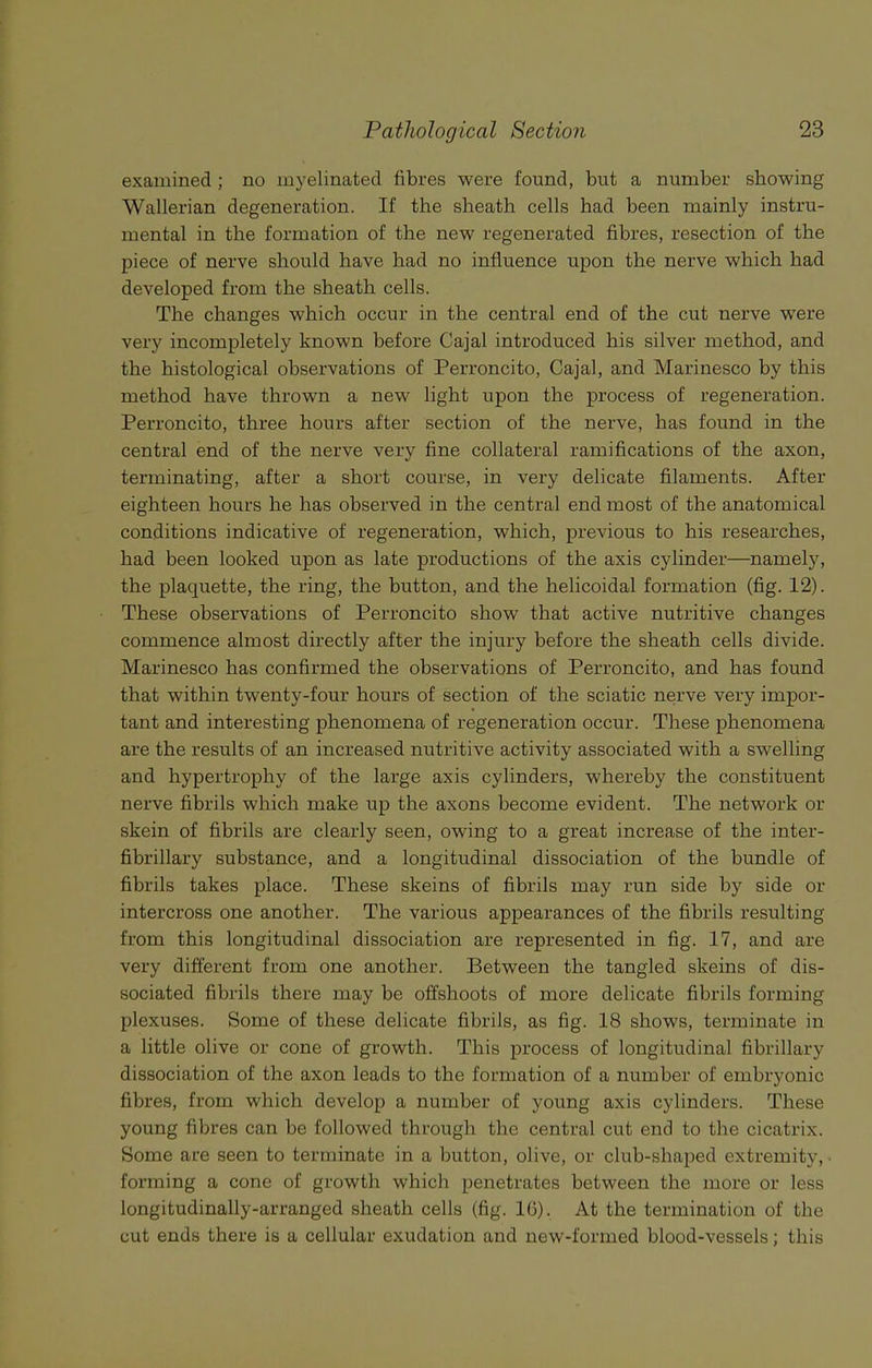 examined ; no myelinated fibres were found, but a number showing Wallerian degeneration. If the sheath cells had been mainly instru- mental in the formation of the new regenerated fibres, resection of the piece of nerve should have had no influence upon the nerve which had developed from the sheath cells. The changes which occur in the central end of the cut nerve were very incompletely known before Cajal introduced his silver method, and the histological observations of Perroncito, Cajal, and Marinesco by this method have thrown a new light upon the process of regeneration. Perroncito, three hours after section of the nerve, has found in the central end of the nerve very fine collateral ramifications of the axon, terminating, after a short course, in very delicate filaments. After eighteen hours he has observed in the central end most of the anatomical conditions indicative of regeneration, which, previous to his researches, had been looked upon as late productions of the axis cylinder—namely, the plaquette, the ring, the button, and the helicoidal formation (fig. 12). These observations of Perroncito show that active nutritive changes commence almost directly after the injury before the sheath cells divide. Marinesco has confirmed the observations of Perroncito, and has found that within twenty-four hours of section of the sciatic nerve very impor- tant and interesting phenomena of regeneration occur. These phenomena are the results of an increased nutritive activity associated with a swelling and hypertrophy of the large axis cylinders, whereby the constituent nerve fibrils which make up the axons become evident. The network or skein of fibrils are clearly seen, owing to a great increase of the inter- fibrillary substance, and a longitudinal dissociation of the bundle of fibrils takes place. These skeins of fibrils may run side by side or intercross one another. The various appearances of the fibrils resulting from this longitudinal dissociation are represented in fig. 17, and are very different from one another. Between the tangled skeins of dis- sociated fibrils there may be offshoots of more delicate fibrils forming plexuses. Some of these delicate fibrils, as fig. 18 shows, terminate in a little olive or cone of growth. This process of longitudinal fibrillary dissociation of the axon leads to the formation of a number of embryonic fibres, from which develop a number of young axis cylinders. These young fibres can be followed through the central cut end to the cicatrix. Some are seen to terminate in a button, olive, or club-shaped extremity, ■ forming a cone of growth which penetrates between the more or less longitudinally-arranged sheath cells (fig. 10). At the termination of the cut ends there is a cellular exudation and new-formed blood-vessels; this