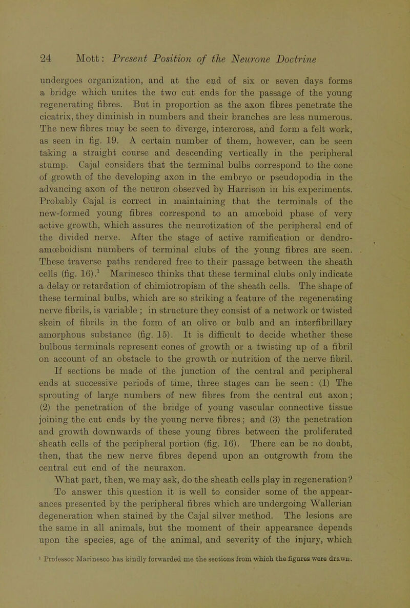 undergoes organization, and at the end of six or seven days forms a bridge which unites the two cut ends for the passage of the young regenerating fibres. But in proportion as the axon fibres penetrate the cicatrix, they diminish in numbers and their branches are less numerous. The new fibres may be seen to diverge, intercross, and form a felt work, as seen in fig. 19. A certain number of them, however, can be seen taking a straight course and descending vertically in the peripheral stump. Cajal considers that the terminal bulbs correspond to the cone of growth of the developing axon in the embryo or pseudopodia in the advancing axon of the neuron observed by Harrison in his experiments. Probably Cajal is correct in maintaining that the terminals of the new-formed young fibres correspond to an amoeboid phase of very active growth, which assures the neurotization of the peripheral end of the divided nerve. After the stage of active ramification or dendro- amoeboidism numbers of terminal clubs of the young fibres are seen. These traverse paths rendered free to their passage between the sheath cells (fig. 1(5) 4 Marinesco thinks that these terminal clubs only indicate a delay or retardation of chimiotropism of the sheath cells. The shape of these terminal bulbs, which are so striking a feature of the regenerating nerve fibrils, is variable ; in structure they consist of a network or twisted skein of fibrils in the form of an olive or bulb and an interfibrillary amorphous substance (fig. 15). It is difficult to decide whether these bulbous terminals represent cones of growth or a twisting up of a fibril on account of an obstacle to the growth or nutrition of the nerve fibril. If sections be made of the junction of the central and peripheral ends at successive periods of time, three stages can be seen : (1) The sprouting of large numbers of new fibres from the central cut axon; (2) the penetration of the bridge of young vascular connective tissue joining the cut ends by the young nerve fibres; and (3) the penetration and growth downwards of these young fibres between the proliferated sheath cells of the peripheral portion (fig. 16). There can be no doubt, then, that the new nerve fibres depend upon an outgrowth from the central cut end of the neuraxon. What part, then, we may ask, do the sheath cells play in regeneration? To answer this question it is well to consider some of the appear- ances presented by the peripheral fibres which are undergoing Wallerian degeneration when stained by the Cajal silver method. The lesions are the same in all animals, but the moment of their appearance depends upon the species, age of the animal, and severity of the injury, which 1 Prolessor Marinesco has kindly forwarded me the sections from which the figures were drawn.