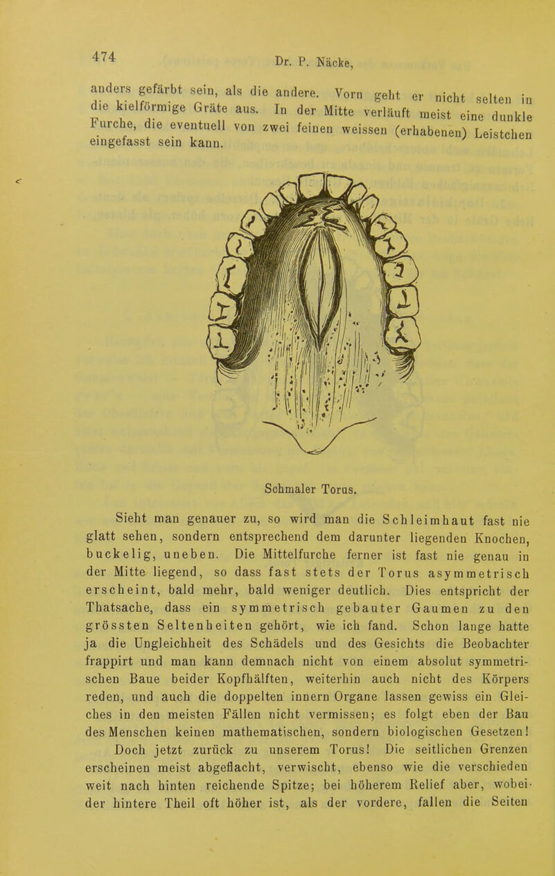 anders gefärbt se,n, als die andere. Vorn geht er nicht selten in d,e k.elfonmge Gräte ans. In der Mitte verläuft meist eine dunkle Furche, die eventuell von zwei feinen weissen (erhabenen) Leistchen emgefasst sein kann. Schmaler Toms. Sieht man genauer zu, so wird man die Schleimhaut fast nie glatt sehen, sondern entsprechend dem darunter liegenden Knochen, buckelig, uneben. Die Mittelfurche ferner ist fast nie genau in der Mitte liegend, so dass fast stets der Torus asymmetrisch erscheint, bald mehr, bald weniger deutlich. Dies entspricht der Thatsache, dass ein symmetrisch gebauter Gaumen zu den grössten Seltenheiten gehört, wie ich fand. Schon lange hatte ja die Ungleichheit des Schädels und des Gesichts die Beobachter frappirt und man kann demnach nicht von einem absolut symmetri- schen Baue beider Kopfhälften, weiterhin auch nicht des Körpers reden, und auch die doppelten innern Organe lassen gewiss ein Glei- ches in den meisten Fällen nicht vermissen; es folgt eben der Bau des Menschen keinen mathematischen, sondern biologischen Gesetzen! Doch jetzt zurück zu unserem Torus! Die seitlichen Grenzen erscheinen meist abgeflacht, verwischt, ebenso wie die verschieden weit nach hinten reichende Spitze; bei höherem Relief aber, wobei- der hintere Theil oft höher ist, als der vordere, fallen die Seiten