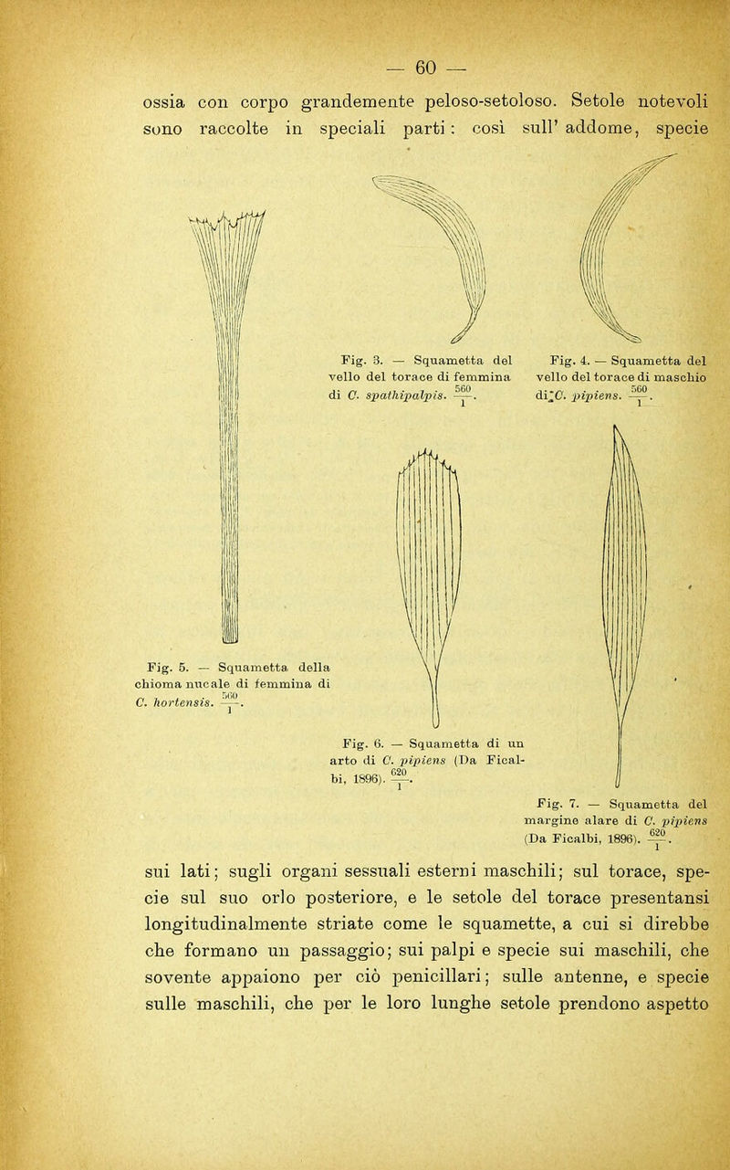 ossia con corpo grandemente peloso-setoloso. Setole notevoli sono raccolte in speciali parti : cosi sull’ addome, specie Fig. 5. — Squametta. della chioma nucale di femmina di C. hortensis. Fig. 3. — Squametta del vello del toraoe di femmina di C. spathipalpis. -p. Fig. 6. — Squametta di un arto di C. pipiens (Da Fical- bi, 1896). >|§. Fig. 4. — Squametta del vello del toraoe di mascliio n..„ . . 560 di,0. pipiens. ——. Fig. 7. — Squametta del margine alare di C. pipiens (Da Ficalbi, 1896). . sui lati; sugli organi sessuali esterni maschili; sul torace, spe- cie sul suo orlo posteriore, e le setole del torace presentansi longitudinalmente striate come le squamette, a cui si direbbe cbe formano un passaggio; sui palpi e specie sui maschili, che sovente appaiono per cio penicillari; sulle antenne, e specie sulle maschili, che per le loro lunghe setole prendono aspetto