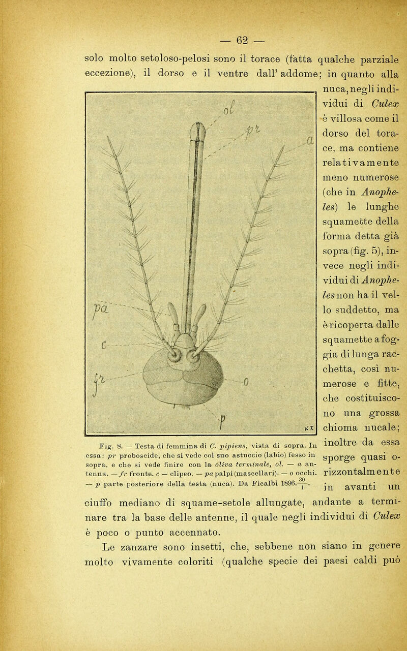 solo molto setoloso-pelosi sono il torace (fatta qualche parziale eccezione), il dorso e il ventre dall’ addome; in quanto alia nuca,negli indi- vidui di Culex e villosa come il dorso del tora- ce, ma contiene relati vamente meno numerose (che in Anophe- les) le lunghe squamette della forma detta gia sopra (fig. 5), in- vece negli indi- ViAo-i Anophe- les non lia il vel- lo suddetto, ma ericoperta dalle squamette a fog- gia di lunga rac- chetta, cosi nu- merose e fitte, che costituisco- no una grossa chioma nucale; inoltre da essa fig. 8. — Testa di femmina di C. pipiens, vista di sopra. In essa: pr proboscide, che si vede col suo astuccio (labio) fesso in sopra, e che si vede finire con la oliva terminale, ol. — a an- tenna. — fr fronte. c — clipeo. — pa palpi (mascellari). — o occhi. 30 — p parte posteriore della testa (nuca). Da Ficalbi 1896.-y. ■ sporge quasi o- rizzontalmente avanti un ciuffo mediano di squame-setole allungate, andante a tertni- nare tra la base delle antenne, il quale negli individui di Culex e poco o punto accennato. Le zanzare sono insetti, che, sebbene non siano in genere molto vivamente coloriti (qualche specie dei paesi caldi puo