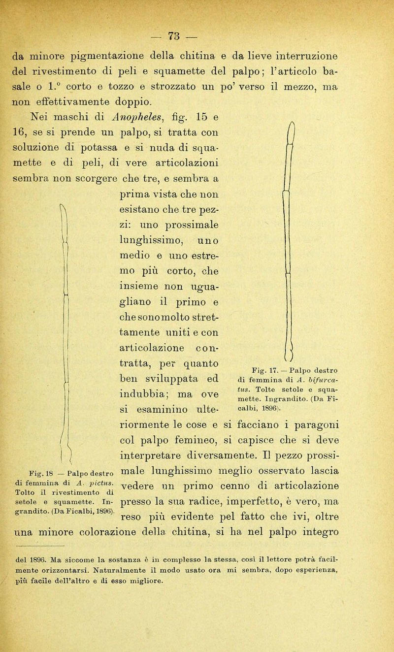 da minore pigmentazione della chitina e da lieve interruzione del rivestimento di peli e squamette del palpo; l’articolo ba- sale o l.° corto e tozzo e strozzato un po’ verso il mezzo, ma non effettivamente doppio. Nei maschi di Anopheles, fig. 15 e 16, se si prende un palpo, si tratta con soluzione di potassa e si nuda di squa- mette e di peli, di vere articolazioni sembra non scorgere che tre, e sembra a prima vista che non esistano che tre pez- zi: uno prossimale lunghissimo, uno medio e uno estre- mo piu corto, che insieme non ugua- gliano il primo e chesonomolto stret- tamente uniti e con articolazione con- tratta, per quanto ben sviluppata ed indubbia; ma ove si esaminino ulte- riormente le cose e si facciano i paragoni col palpo femineo, si capisce che si deve interpretare diversamente. Il pezzo prossi- Fig. is — Palpo destro male lunghissimo meglio osservato lascia di femmma d! a. pictus. veqere un primo cenno di articolazione Tolto il rivestimento di setoie e squamette. in- presso la sua radice, imperfetto, e vero, ma grandito. (DaFicalbi, 1896). ., . -. , . P . . , .. ,, reso piu evidente pel iatto che ivi, oltre una minore colorazione della chitina, si ha nel palpo integro Fig. 17. — Palpo destro di femmina di A. bifurca- tus. Tolte setoie e squa- mette. Ingrandito. (Da Fi- calbi, 1896). del 1896. Ma siccome la sostanza & in complesso la stessa, cosi il lettore potra facil- mente orizzontarsi. Naturalmente il modo usato ora mi sembra, dopo espei'ienza, piu facile dell’altro e di esso migliore.