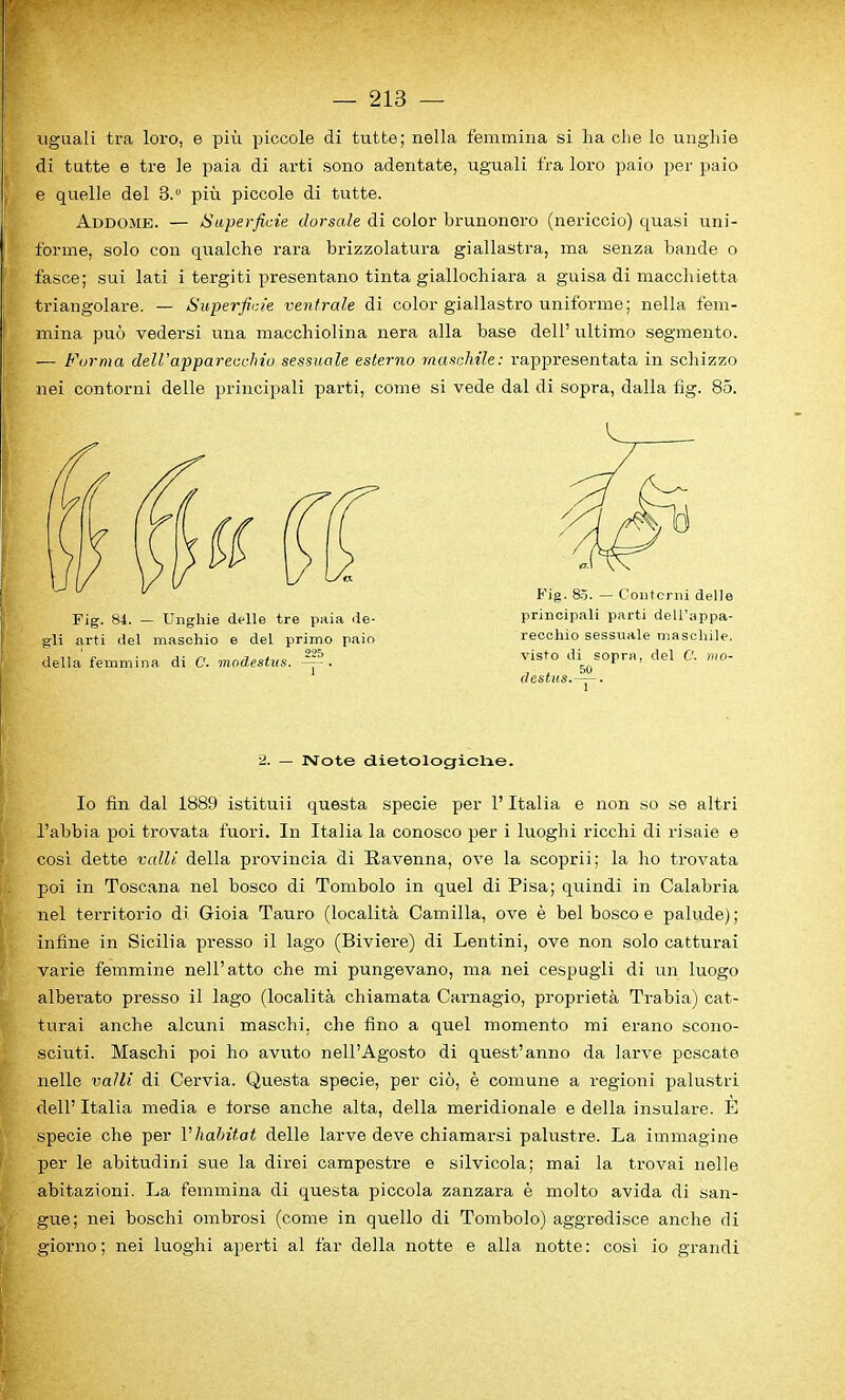 uguali tra loro, e pin piooole di tutte; nella femmina si ha die lo unghie di tutte e tre le paia di arti sono adentate, uguali fra loro paio per paio e quelle del 3.“ piu piccole di tutte. Addome. — Superficie clorsale di color brunonoro (nericcio) quasi uni- forme, solo con qualche rara brizzolatura giallastra, ma senza bande o fasce; sui lati i tergiti presentano tinta giallochiara a guisa di macchietta triangolare. — Superfine vent-rale di color giallastro uniforme; nella fem- mina puo vedersi una macchiolina nera alia base dell’ ultimo segmento. — Forma dell’apparecchiu sessuale esterno maschile: rappresentata in schizzo nei contorni delle principali parti, come si vede dal di sopra, dalla fig. 85. Fig. 84. — Unghie delle tre paia de- gli arti del maschio e del primo paio 1 °25 della femmina di 0. mndestus. ~ . Fig. 85. — Contorni delle principali parti dell’appa- recchio sessuale maschile. visto di sopra, del C. mo- 7 7 50 clestus.—. 2. — Note dietologiolae. Io fin dal 1889 istituii questa specie per 1’ Italia e non so se altri l’abbia poi trovata fuori. In Italia la conosco per i luoglii ricchi di risaie e cosi dette valli della provincia di Ravenna, ove la scoprii; la ho trovata poi in Toscana nel bosco di Tombolo in quel di Pisa; quindi in Calabria nel territorio di Gioia Tauro (localita Camilla, ove e bel bosco e palude); infine in Sicilia presso il lago (Biviere) di Lentini, ove non solo catturai varie femmine nell’atto che mi pungevano, ma nei cespugli di un luogo alberato presso il lago (localita chiamata Carnagio, propriety Trabia) cat- turai anche alcuni maschi, che fino a quel momento mi erano scono- sciuti. Maschi poi ho avuto nell’Agosto di quest’anno da larve pescate nelle valli di Cervia. Questa specie, per cio, e comune a regioni palustri dell’ Italia media e torse anche alta, della meridionale e della insulare. E specie che per Vhabitat delle larve deve chiamarsi palustre. La immagine per le abitudini sue la direi campestre e silvicola; mai la trovai nelle abitazioni. La femmina di questa piccola zanzara e molto avida di san- gue; nei boschi ombrosi (come in quello di Tombolo) aggredisce anche di giorno; nei luoghi aperti al far della notte e alia notte: cosi io grandi