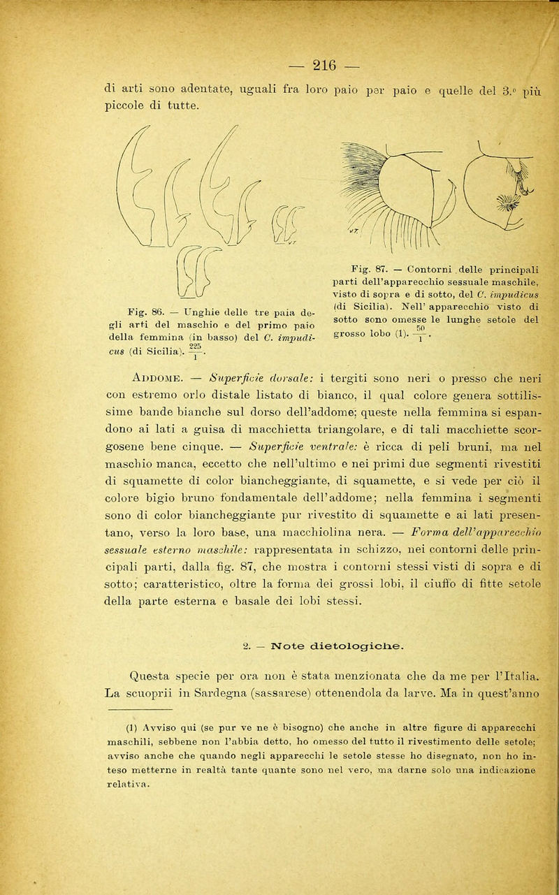 di arti sono adentate, uguali fra loro paio par paio e quelle del B.» piu piccole di tutte. Fig. 86. — Unghie delle tre paia de- gli arti del maschio e del prime paio della femmina (in basso) del C. impudi- cus (di Sicilia). Fig. 87. — Contorni delle principali parti dell’apparecchio sessuale maschile, visto di sopra e di sotto, del C. impudic.us (di Sicilia). Nell’ apparecchio visto di sotto sono omesse le lunghe setole del grosso lobo (1). -. Addomb. — Fuperficie dursale: i tergiti sono neri o presso che neri con estremo orlo distale listato di bianco, il qual colore genera sottilis- sime bande bianche sul dorso dell’addome; queste nella femmina si espan- dono ai lati a guisa di macchietta triangolare, e di tali macchiette scor- gosene bene cinque. — Superficie ventrale: e ricca di peli bruni, ma nel maschio manca, eccetto che nell’ultimo e nei primi due segmenti rivestiti di squamette di color biancheggiante, di squamette, e si vede per cio il colore bigio bruno fondamentale dell’addome; nella femmina i segmenti sono di color biancheggiante pur rivestito di squamette e ai lati presen- tano, verso la loro base, una macchiolina nera. — Forma dell’apparecchio sessuale esterno maschile: rappresentata in schizzo, nei contorni delle prin- cipali parti, dalla fig. 87, che mostra i contorni stessi visti di sopra e di sotto; caratteristico, oltre la forma dei grossi lobi, il ciuff'o di fitte setole della parte esterna e basale dei lobi stessi. 2. — Note dietologdclae. Questa specie per ora non e stata menzionata che da me per 1’Italia. La scuoprii in Sardegna (sassarese) ottenendola da larve. Ma in quest’anno (1) Avviso qui (se pur ve ne 6 bisogno) che anche in altre figure di apparecchi maschili, sebbene non l’abbia detto, ho omesso del tutto il rivestimento delle setole; avviso anche che quando negli apparecchi le setole stesse ho disegnato, non ho in- teso metterne in realtii tante quante sono nel vero, ma darne solo una indicazione relativa.