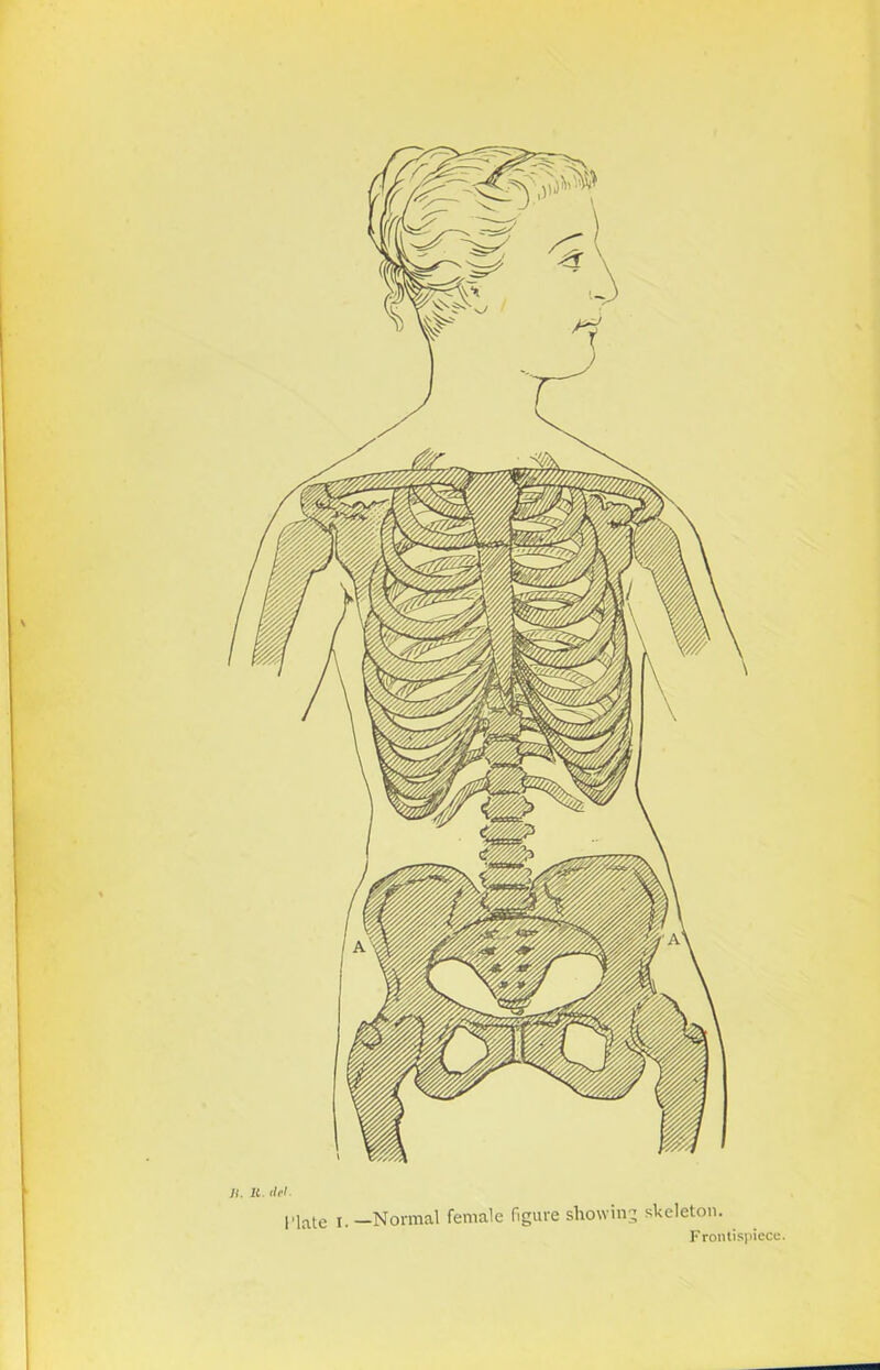 U. It. ilel Plate j. —Normal female figure showing skeleton. Frontispiece.