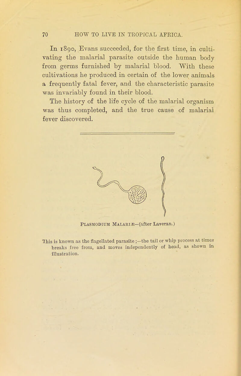 In 1890, Evans succeeded, for the first time, in culti- vating the malarial parasite outside the human body from germs furnished by malarial blood. With these cultivations he produced in certain of the lower animals a frequently fatal fever, and the characteristic parasite was invariably found in their blood. The history of the life cycle of the malarial organism was thus completed, and the true cause of malarial fever discovered. Plasmodium Malaria—(after Laveran.) This is known as the flagellated parasite the tail or whip process at times breaks free from, and moves independently of head, as shown in illustration.