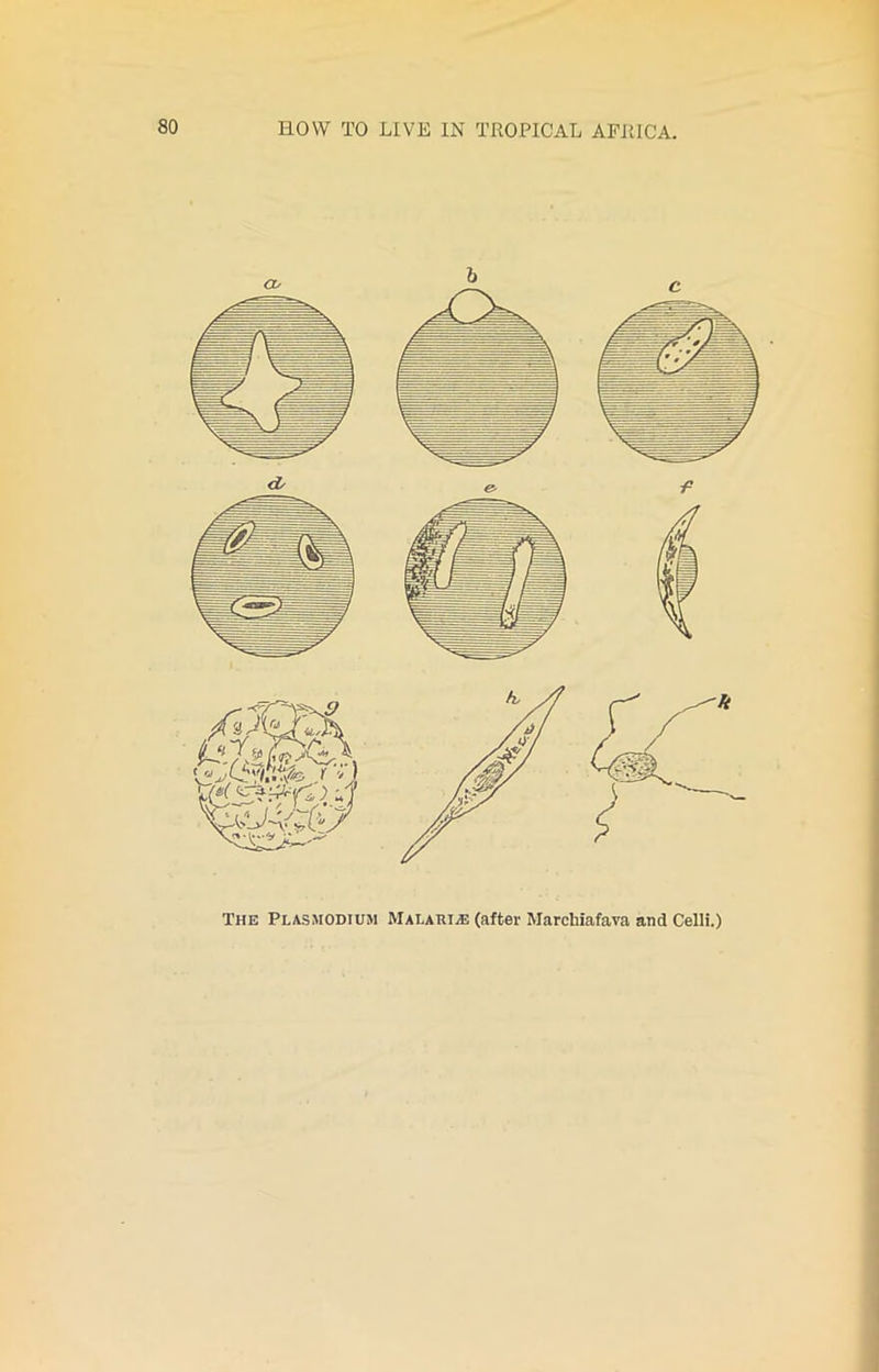 The Plasmodium Malaria (after Marchiafava and Celli.)