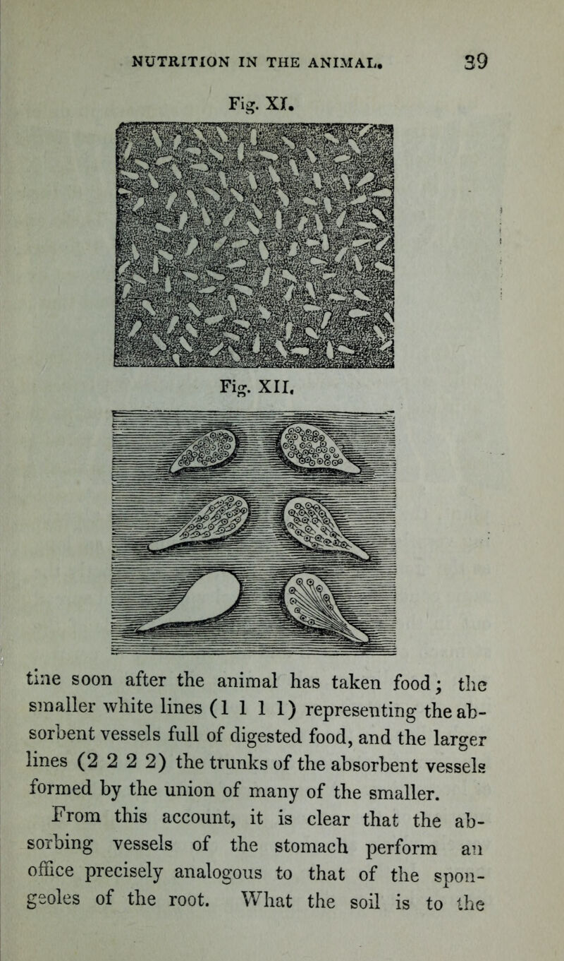 Fig. XX. tine soon after the animal has taken food; the smaller white lines (1111) representing the ab- sorbent vessels full of digested food, and the larger lines (2 2 2 2) the trunks of the absorbent vessels formed by the union of many of the smaller. From this account, it is clear that the ab- sorbing vessels of the stomach perform an office precisely analogous to that of the spon- geoles of the root. What the soil is to the