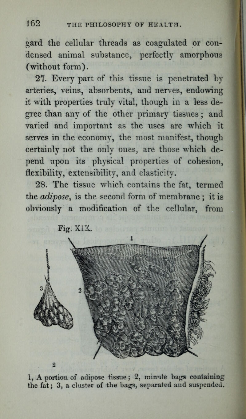 i 62 gard the cellular threads as coagulated or con- densed animal substance, perfectly amorphous (without form). 27• Every part of this tissue is penetrated by arteries, veins, absorbents, and nerves, endowing it with properties truly vital, though in a less de- gree than any of the other primary tissues; and varied and important as the uses are winch it serves in the economy, the most manifest, though certainly not the only ones, are those which de- pend upon its physical properties of cohesion, flexibility, extensibility, and elasticity. 28. The tissue which contains the fat, termed the adipose, is the second form of membrane; it is obviously a modification of the cellular, from Fig. XIII. 2 1, A portion of adipose tissue; 2, minute bags containing the fat; 3, a cluster of the bags, separated and suspended.