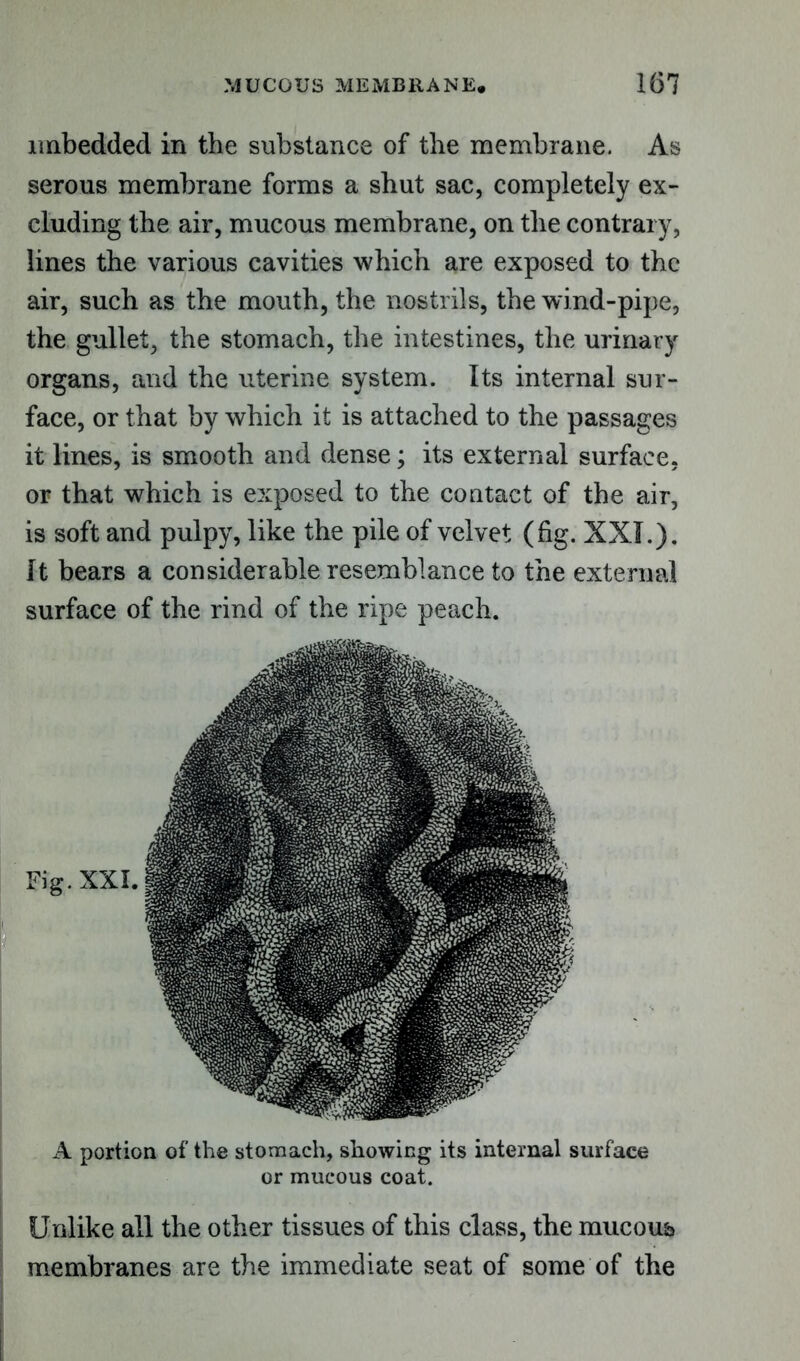 imbedded in the substance of the membrane. As serous membrane forms a shut sac, completely ex- cluding the air, mucous membrane, on the contrary, lines the various cavities which are exposed to the air, such as the mouth, the nostrils, the wind-pipe, the gullet, the stomach, the intestines, the urinary organs, and the uterine system. Its internal sur- face, or that by which it is attached to the passages it lines, is smooth and dense; its external surface, or that which is exposed to the contact of the air, is soft and pulpy, like the pile of velvet (fig. XXI.). It bears a considerable resemblance to the external surface of the rind of the ripe peach. A portion of the stomach, showing its internal surface or mucous coat. Unlike all the other tissues of this class, the mucous membranes are the immediate seat of some of the Fig. XXI,