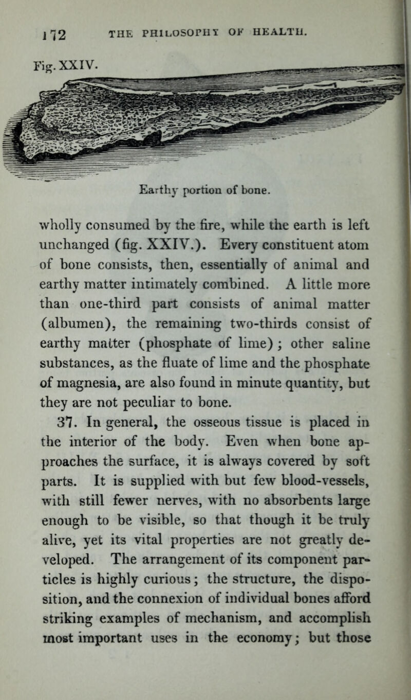 Earthy portion of bone. wholly consumed by the fire, while the earth is left unchanged (fig. XXIV.). Every constituent atom of bone consists, then, essentially of animal and earthy matter intimately combined. A little more than one-third part consists of animal matter (albumen), the remaining two-thirds consist of earthy matter (phosphate of lime) ; other saline substances, as the fluate of lime and the phosphate of magnesia, are also found in minute quantity, but they are not peculiar to bone. 37. In general, the osseous tissue is placed in the interior of the body. Even when bone ap- proaches the surface, it is always covered by soft parts. It is supplied with but few blood-vessels, with still fewer nerves, with no absorbents large enough to be visible, so that though it be truly alive, yet its vital properties are not greatly de- veloped. The arrangement of its component par- ticles is highly curious; the structure, the dispo- sition, and the connexion of individual bones afford striking examples of mechanism, and accomplish most important uses in the economy; but those