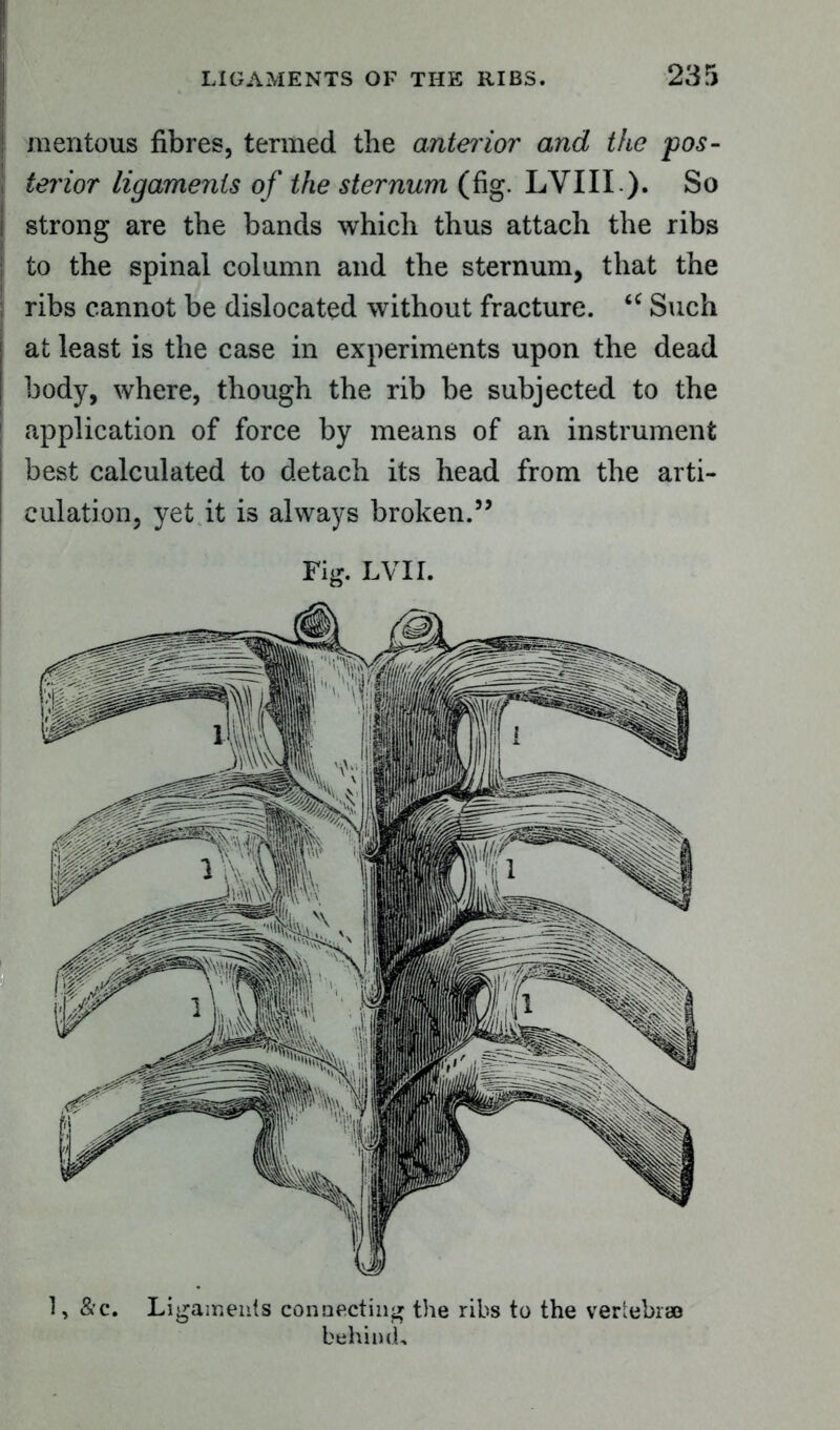 1, &c. Ligaments connecting the ribs to the vertebrae behind. mentous fibres, termed the anterior and the pos- terior ligaments of the sternum (fig. LVIII ). So strong are the bands which thus attach the ribs to the spinal column and the sternum, that the ribs cannot be dislocated without fracture. <c Such at least is the case in experiments upon the dead body, where, though the rib be subjected to the application of force by means of an instrument best calculated to detach its head from the arti- culation, yet it is always broken.” Fig. LVII.