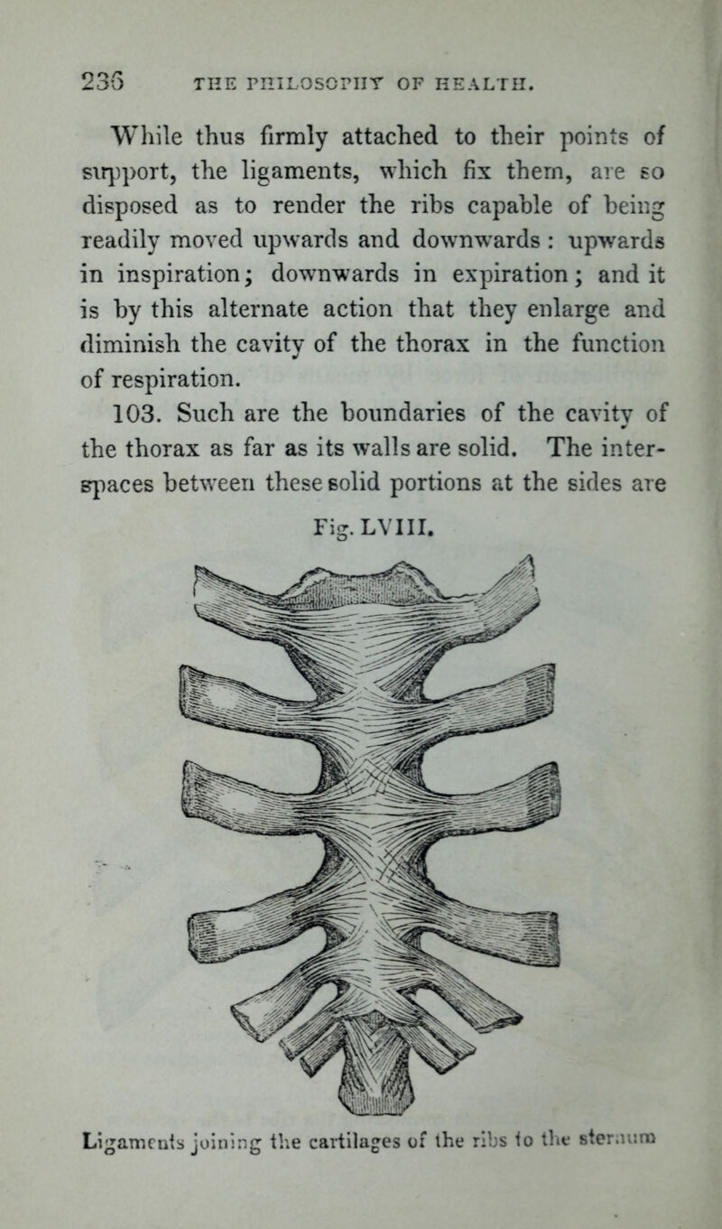 While thus firmly attached to their points of support, the ligaments, which fix them, are so disposed as to render the ribs capable of being readily moved upwards and downwards : upwards in inspiration; downwards in expiration; and it is by this alternate action that they enlarge and diminish the cavity of the thorax in the function of respiration. 103. Such are the boundaries of the cavity of the thorax as far as its walls are solid. The inter- spaces between these solid portions at the sides are Fig. LVIII. Ligaments joining the cartilages of the ribs to the sternum