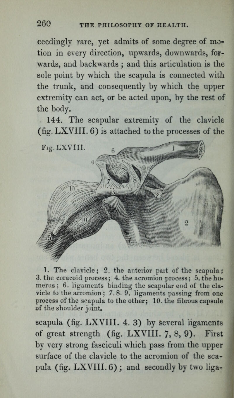 ceedingly rare, yet admits of some degree of mo- tion in every direction, upwards, downwards, for- wards, and backwards ; and this articulation is the sole point by which the scapula is connected with the trunk, and consequently by which the upper extremity can act, or be acted upon, by the rest of the body. . 144. The scapular extremity of the clavicle (fig. LXVIII. 6) is attached to the processes of the 1. The clavicle; 2. the anterior part of the scapula; 3. the coracoid process; 4. the acromion process; 5. the hu- merus ; 6. ligaments binding the scapular end of the cla- vicle to the acromion; 7.8. 9. ligaments passing from one process of the scapula to the other; 10. the fibrous capsule of the shoulder joint. scapula (fig. LXVIII. 4. 3) by several ligaments of great strength (fig. LXVIII. 7> 8, 9). First by very strong fasciculi which pass from the upper surface of the clavicle to the acromion of the sca- pula (fig. LXVIII. 6) ; and secondly by two liga-