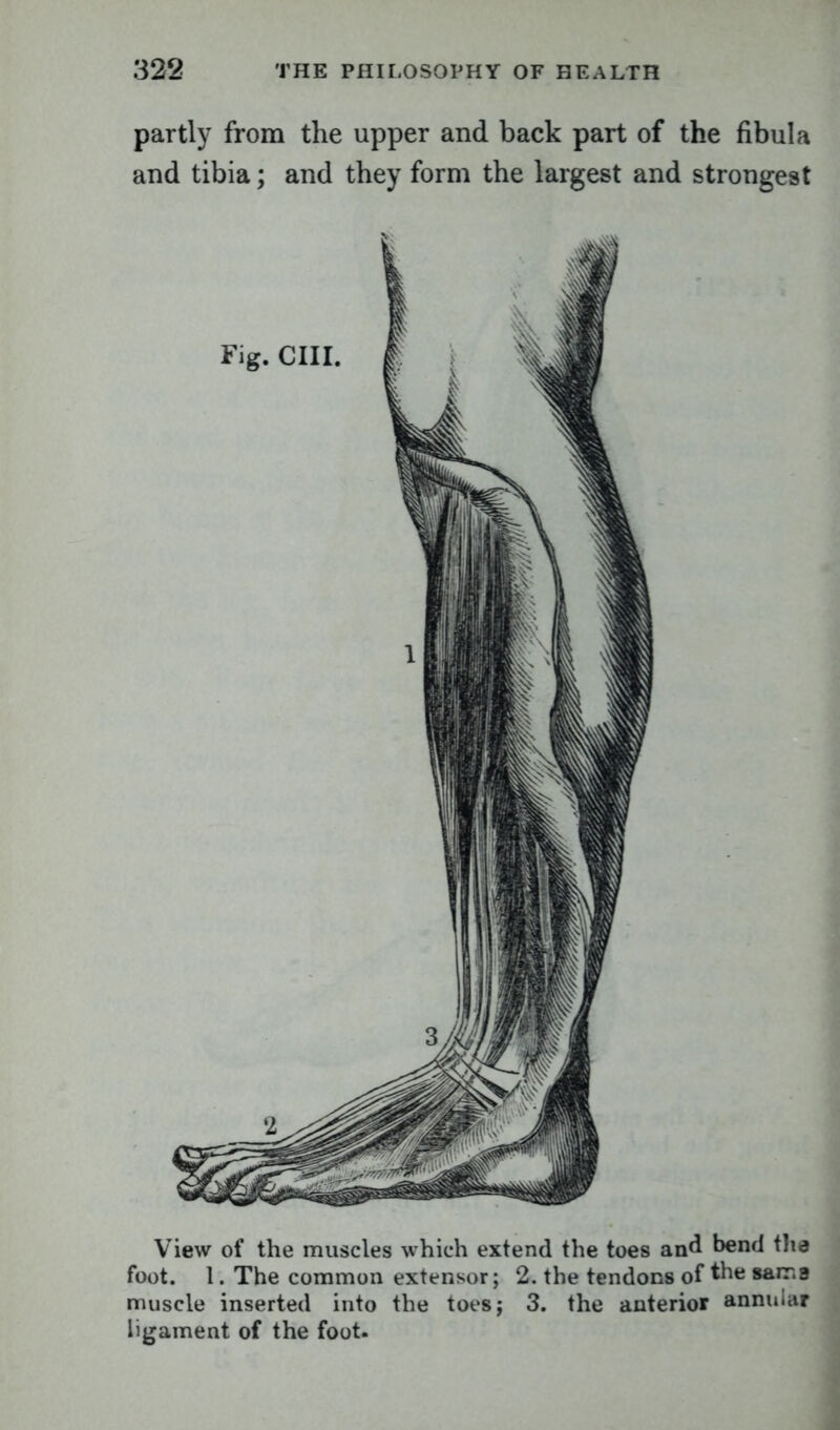 partly from the upper and back part of the fibula and tibia; and they form the largest and strongest View of the muscles which extend the toes and bend the foot. 1. The common extensor; 2. the tendons of the sarr.a muscle inserted into the toes; 3. the anterior annular ligament of the foot.