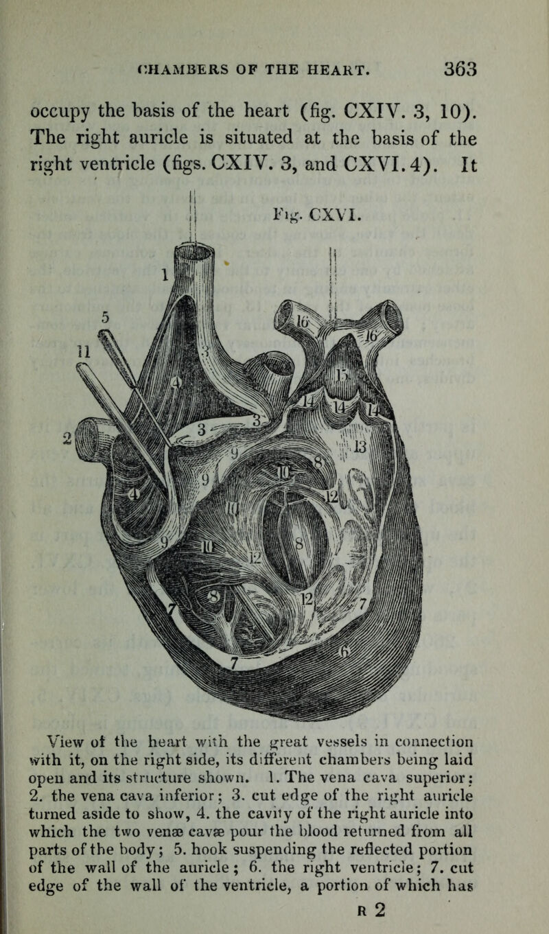 occupy the basis of the heart (fig, CXIV. 3, 10). The right auricle is situated at the basis of the right ventricle (figs. CXIV. 3, and CXVI.4). It Fig. CXVI. View ot the heart with the great vessels in connection with it, on the right side, its different chambers being laid open and its structure shown. 1. The vena cava superior : 2. the vena cava inferior; 3. cut edge of the right auricle turned aside to show, 4. the cavity of the right auricle into which the two venae cavae pour the blood returned from all parts of the body; 5. hook suspending the reflected portion of the wall of the auricle; 6. the right ventricle; 7. cut edge of the wall of the ventricle, a portion of which has