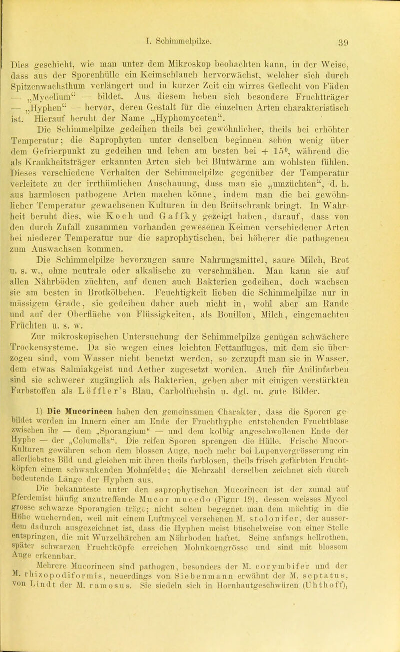 Dies geschieht, wie man unter dem Mikroskop beobachten kann, in der Weise, dass aus der Sporenhülle ein Keimschlauch hervorwächst, welcher sich durch Spitzenwachsthum verlängert und in kurzer Zeit ein wirres Geflecht von Fäden — „Mycelium“ — bildet. Aus diesem heben sich besondere Fruchtträger — „Hyphen“ — hervor, deren Gestalt für die einzelnen Arten charakteristisch ist. Hierauf beruht der Name „Hyphomyceten“. Die Schimmelpilze gedeihen theils bei gewöhnlicher, theils bei erhöhter Temperatur; die Saprophyten unter denselben beginnen schon wenig über dem Gefrierpunkt zu gedeihen und leben am besten bei + 15°, während die als Krankheitsträger erkannten Arten sich bei Blutwärme am wohlsten fühlen. Dieses verschiedene Verhalten der Schimmelpilze gegenüber der Temperatur verleitete zu der irrthümlichen Anschauung, dass man sie „umzüchten“, d. h. aus harmlosen pathogene Arten machen könne, indem man die bei gewöhn- licher Temperatur gewachsenen Kulturen in den Briitschrank bringt. In Wahr- heit beruht dies, wie Koch und Gaffky gezeigt haben, darauf, dass von den durch Zufall zusammen vorhanden gewesenen Keimen verschiedener Arten bei niederer Temperatur nur die saprophytischen, bei höherer die pathogenen zum Auswachsen kommen. Die Schimmelpilze bevorzugen saure Nahrungsmittel, saure Milch, Brot u. s. w., ohne neutrale oder alkalische zu verschmähen. Man kann sie auf allen Nährböden züchten, auf denen auch Bakterien gedeihen, doch wachsen sie am besten in Brotkölbchen. Feuchtigkeit lieben die Schimmelpilze nur in mässigem Grade, sie gedeihen daher auch nicht in, wohl aber am Rande und auf der Oberfläche von Flüssigkeiten, als Bouillon, Milch, eingemachten Früchten u. s. w. Zur mikroskopischen Untersuchung der Schimmelpilze genügen schwächere Trockensysteme. Da sie wegen eines leichten Fettanfluges, mit dem sie über- zogen sind, vom Wasser nicht benetzt werden, so zerzupft man sie in Wasser, dem etwas Salmiakgeist und Aether zugesetzt worden. Auch für Anilinfarben sind sie schwerer zugänglich als Bakterien, geben aber mit einigen verstärkten Farbstoffen als Löffle r’s Blau, Carboifuchsin u. dgl. m. gute Bilder. 1) Die Mucorineen haben den gemeinsamen Charakter, dass die Sporen ge- bildet werden im Innern einer am Ende der Fruchthyphe entstehenden Fruchtblase zwischen ihr — dem „Sporangium“ — und dem kolbig angeschwollenen Ende der Hyphe — der „Columclla“. Die reifen Sporen sprengen die Hülle. Frische Mucor- Kulturen gewähren schon dem blossen Auge, noch mehr bei Lupenvergrösserung ein allerliebstes Bild und gleichen mit ihren theils farblosen, theils frisch gefärbten Frucht- köpfen einem schwankenden Mohnfelde; die Mehrzahl derselben zeichnet sich durch bedeutende Länge der Hyphen aus. Die bekannteste unter den saprophytischen Mucorineen ist der zumal auf Pferdemist häufig unzutreffende Mucor mucedo (Figur 19), dessen weisses Mycel grosse schwarze Sporangien trägt; nicht selten begegnet man dem mächtig in die Höhe wuchernden, weil mit einem Luftmycel versehenen M. stolonifer, der ausser- dem dadurch ausgezeichnet ist, dass die Hyphen meist büschelweise von einer Stelle entspringen, die mit Wurzelhärchen am Nährboden haftet. Seine anfangs hellrothen, später schwarzen Fruchtköpfe erreichen Mohnkorngrössc und sind mit blossem Auge erkennbar. Mehrere Mucorineen sind pathogen, besonders der M. corymbifer und der M. rhizopodiformis, neuerdings von Siebenmann erwähnt der M. septatus, von Lindt der M. ramosus. Sie siedeln sich in Hornhautgeschwüren (Uh t ho ff),