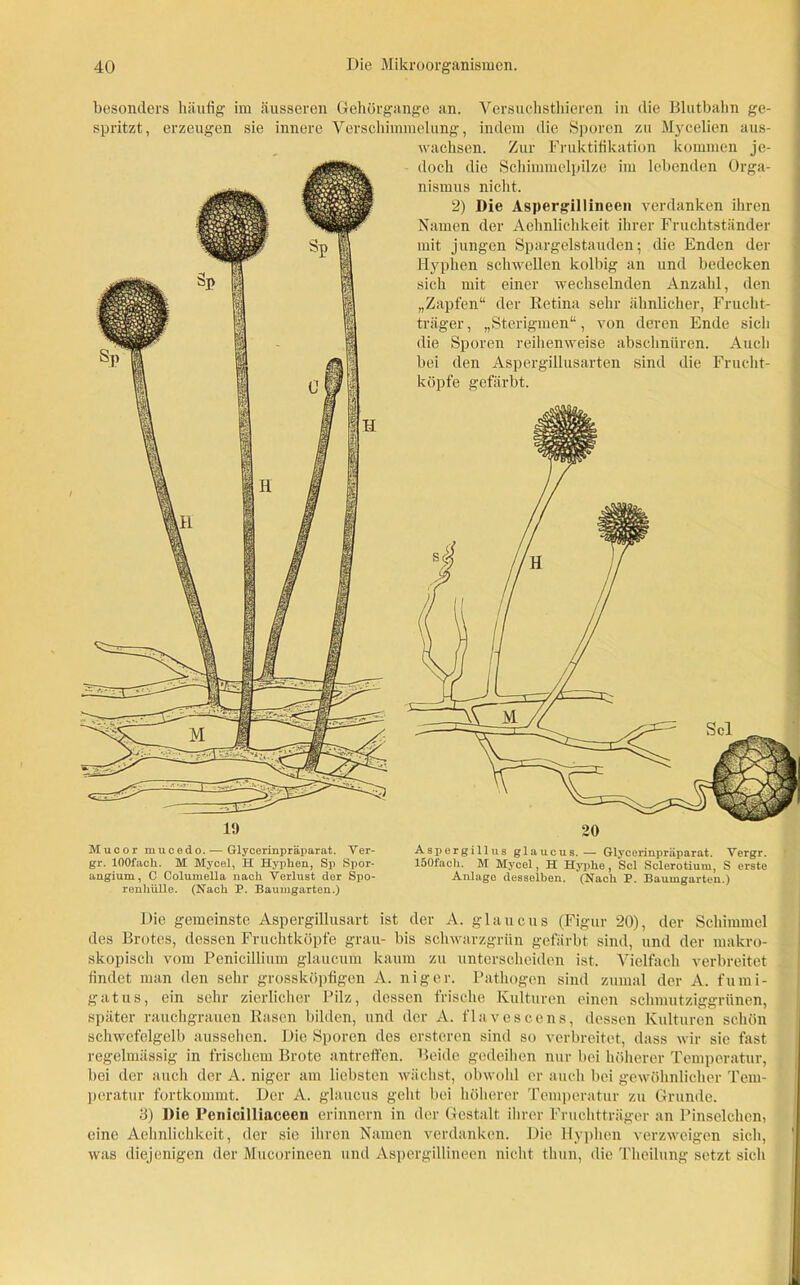 / besonders häufig im äusseren Gehörgange an. Versuchsthieren in die Blutbahn ge- spritzt, erzeugen sie innere Verschimmelung, indem die Sporen zu Mycelien aus- wachsen. Zur Fruktifikation kommen je- doch die Schimmelpilze im lebenden Orga- nismus nicht. 2) Die Aspergillineen verdanken ihren Namen der Aehnlichkeit ihrer Fruchtständer mit jungen Spargelstauden; die Enden der Hyphen schwellen kolbig an und bedecken sich mit einer wechselnden Anzahl, den „Zapfen“ der Retina sehr ähnlicher, Frucht- träger , „Sterigmen“, von deren Ende sicli die Sporen reihenweise abschnüren. Auch bei den Aspergillusarten sind die Frucht- köpfe gefärbt. Mucor mucedo.— Glycerinpräparat. Ver- Aspergillus glaucus.— Glycerinpräparat. Vergr. gr. lOOfach. M Mycel, H Hyphen, Sp Spor- 150fach. M Mycel, H Hyphe, Sei Sclerotium, S erste angium, C ColumeUa nach Verlust der Spo- Anlage desselben. (Nach P. Baumgarten.) renliülle. (Nach P. Baumgarten.) Die gemeinste Aspergillusart ist der A. glaucus (Figur 20), der Schimmel des Brotes, dessen Fruchtköpfe grau- bis schwarzgrün gefärbt sind, und der makro- skopisch vom Penicillium glaucum kaum zu unterscheiden ist. Vielfach verbreitet findet man den sehr grossköpfigen A. niger. Pathogen sind zumal der A. fumi- gatus, ein sehr zierlicher Pilz, dessen frische Kulturen einen schmutziggrünen, später rauchgrauen Rasen bilden, und der A. flavescens, dessen Kulturen schön schwefelgelb aussehen. Die Sporen des ersteren sind so verbreitet, dass wir sie fast regelmässig in frischem Brote antreffen. Beide gedeihen nur bei höherer Temperatur, bei der auch der A. niger am liebsten wächst, obwohl er auch bei gewöhnlicher Tem- peratur fortkommt. Der A. glaucus geht bei höherer Temperatur zu Grunde. 3) Die Penicilliaceeu erinnern in der Gestalt ihrer Fruchtträger an Pinselchen, eine Aehnlichkeit, der sie ihren Namen verdanken. Die Hyphen verzweigen sich, was diejenigen der Mucorineen und Aspergillineen nicht thun, die Thcilung setzt sich