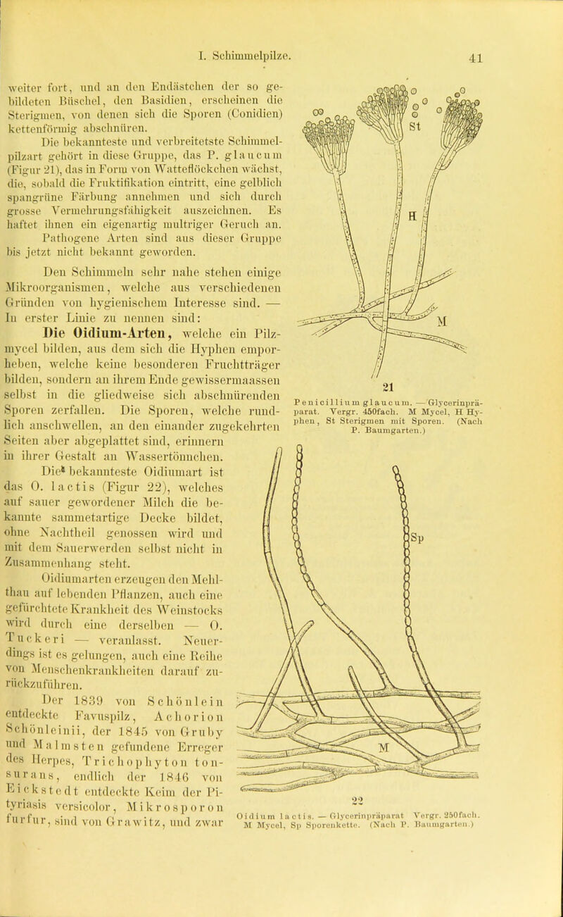 I I. Schimmelpilze. 41 weiter fort, und an den Endästclien der so ge- bildeten Büschel, den Basidien, erscheinen die Sterigmen, von denen sich die Sporen (Conidien) kettenförmig abschniiren. Die bekannteste und verbreitetste Schimmel- pilzart gehört in diese Gruppe, das P. glaucum (Figur 21), das in Form von Watteflöckchen wächst, die, sobald die Fruktifikation eintritt, eine gelblich spangrüne Färbung annehmen und sich durch grosse Vermehrungsfähigkeit auszeichnen. Es haftet ihnen ein eigenartig multriger Geruch an. Pathogene Arten sind aus dieser Gruppe bis jetzt nicht bekannt geworden. Den Schimmeln sehr nahe stehen einige Mikroorganismen, welche aus verschiedenen Gründen von hygienischem Interesse sind. — In erster Linie zu nennen sind: Die Oidium-Arten, welche ein Pilz- mycel bilden, aus dem sich die Hyphen empor- heben, welche keine besonderen Fruchtträger bilden, sondern an ihrem Ende gewissermaassen selbst in die gliedweise sich abschnürenden Sporen zerfallen. Die Sporen, welche rund- lich anschwellen, an den einander zugekehrten Seiten aber abgeplattet sind, erinnern in ihrer Gestalt au Wassertönnchen. Die* bekannteste Oidiumart ist das 0. 1 actis (Figur 22), welches auf sauer gewordener Milch die be- kannte sammetartige Decke bildet, ohne Nachtheil genossen wird und mit dem Sauerwerden selbst nicht in Zusammenhang steht. Oidiumarten erzeugen den Mehl- thau auf lebenden Pflanzen, auch eine gefürchtete Krankheit des Weinstocks wird durch eine derselben — 0. T u c k e r i — veranlasst. Neuer- dings ist cs gelungen, auch eine Reihe von Menschenkrankheiten darauf zu- rückzuführen. Der 1839 von Schön lein entdeckte Favuspilz, Ach orion Schönlcinii, der 1845 von Gruby und Malm st en gefundene Erreger des Herpes, Trichophyton ton- s u r a n s, endlich der 1846 von Kickste dt entdeckte Keim der Pi- tyriasis versicolor, M i k r o s p o r o n für für, sind von Grawitz, und zwar Penicillium glaucum. — Glycerinprä- parat. Vergr. 450facli. M Mycel, H Hy- phen , St Sterigmen mit Sporen. (Nach P. Baumgarten.) Oidium lactis. —Glycerinpräparat Vergr. 250facli. M Mycel, Sp Sporenkette. (Nach P. Baumgarten.)
